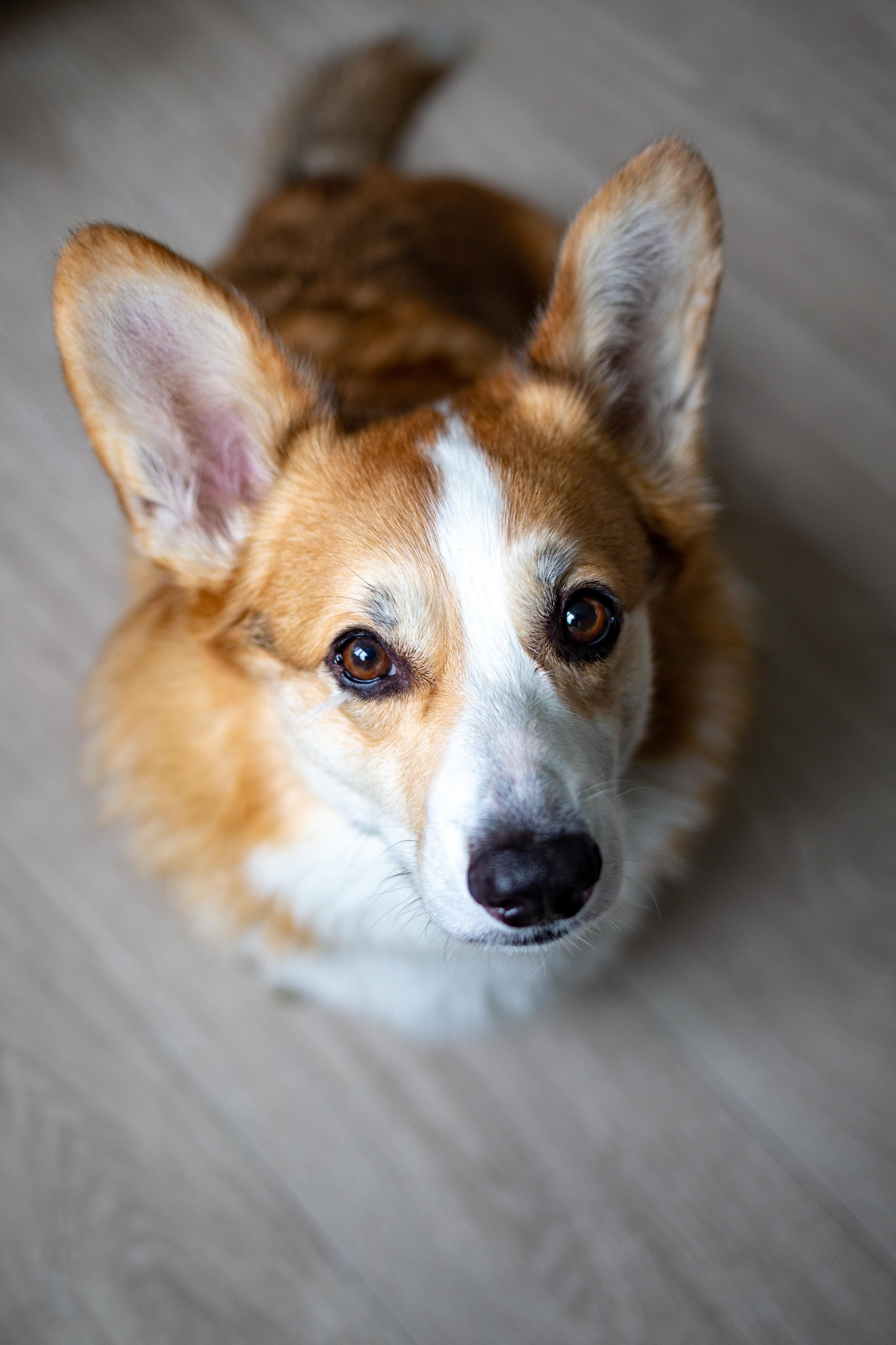 Dogs. Photographer Sonkina Tatiana (Tanya Ash)