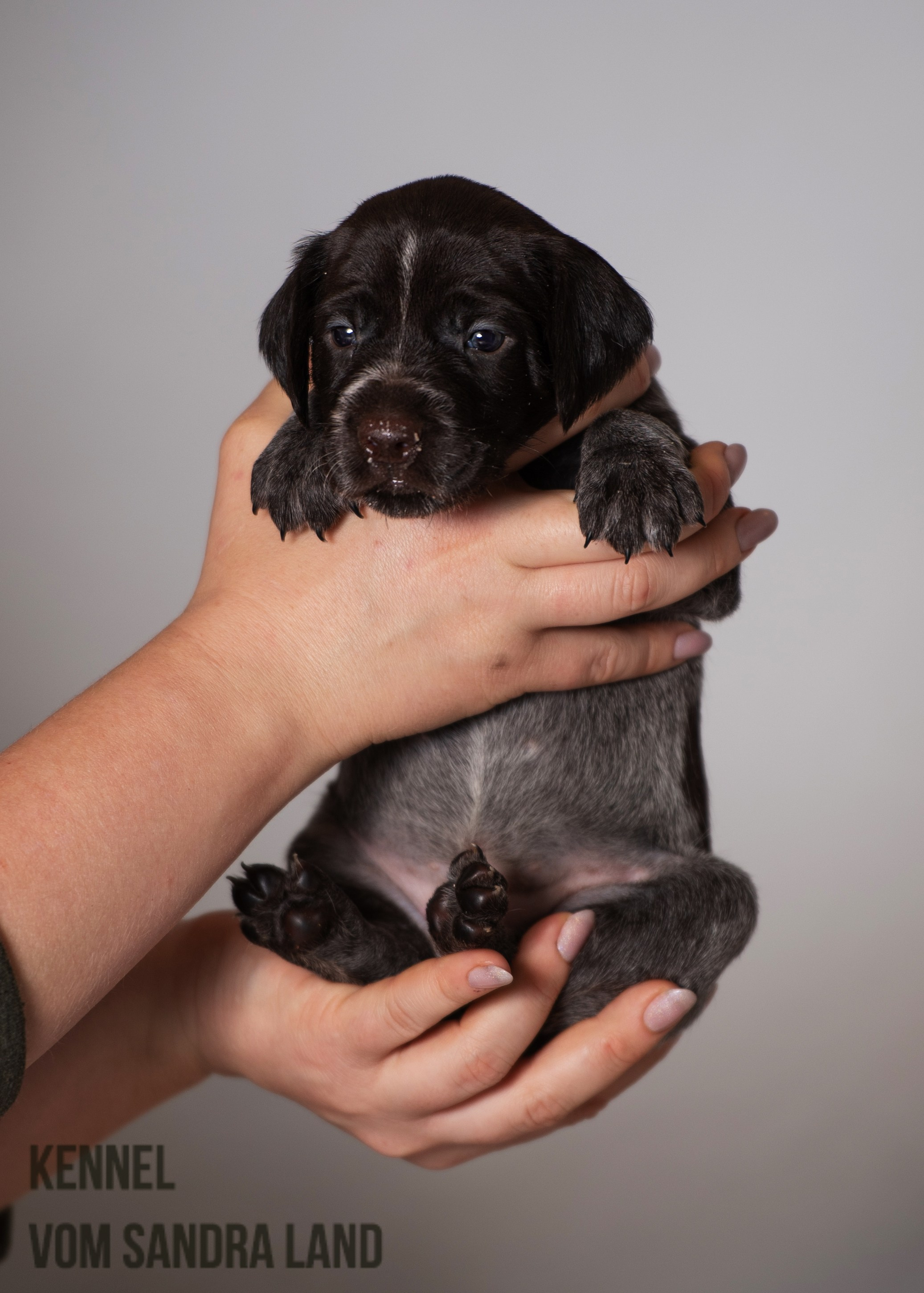 Венера вом Сандра Лэнд, Venera vom Sandra Land