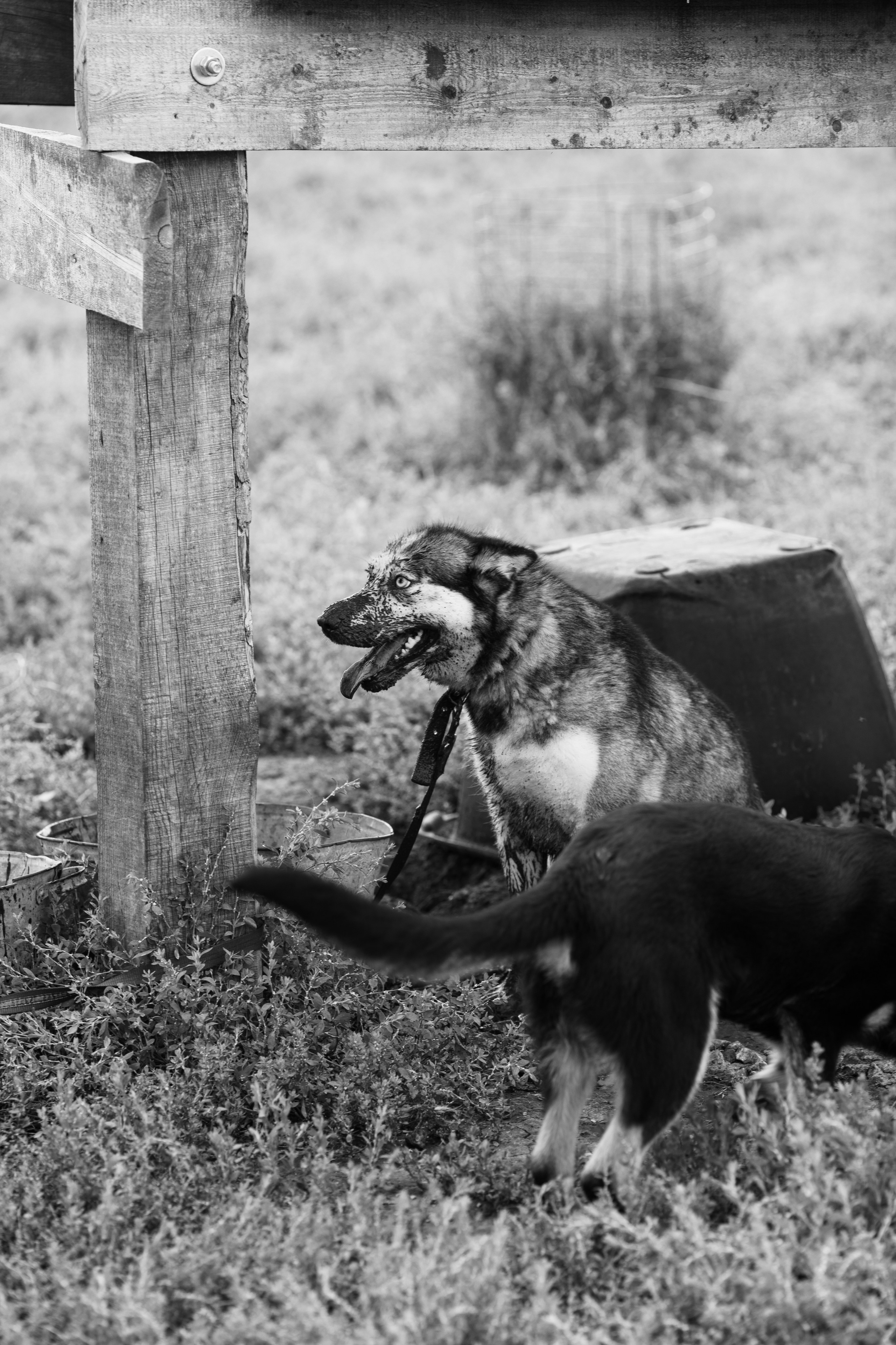 Приют — Наш дом. Репортажный и свадебный фотограф в Челябинске Елисеев Павел