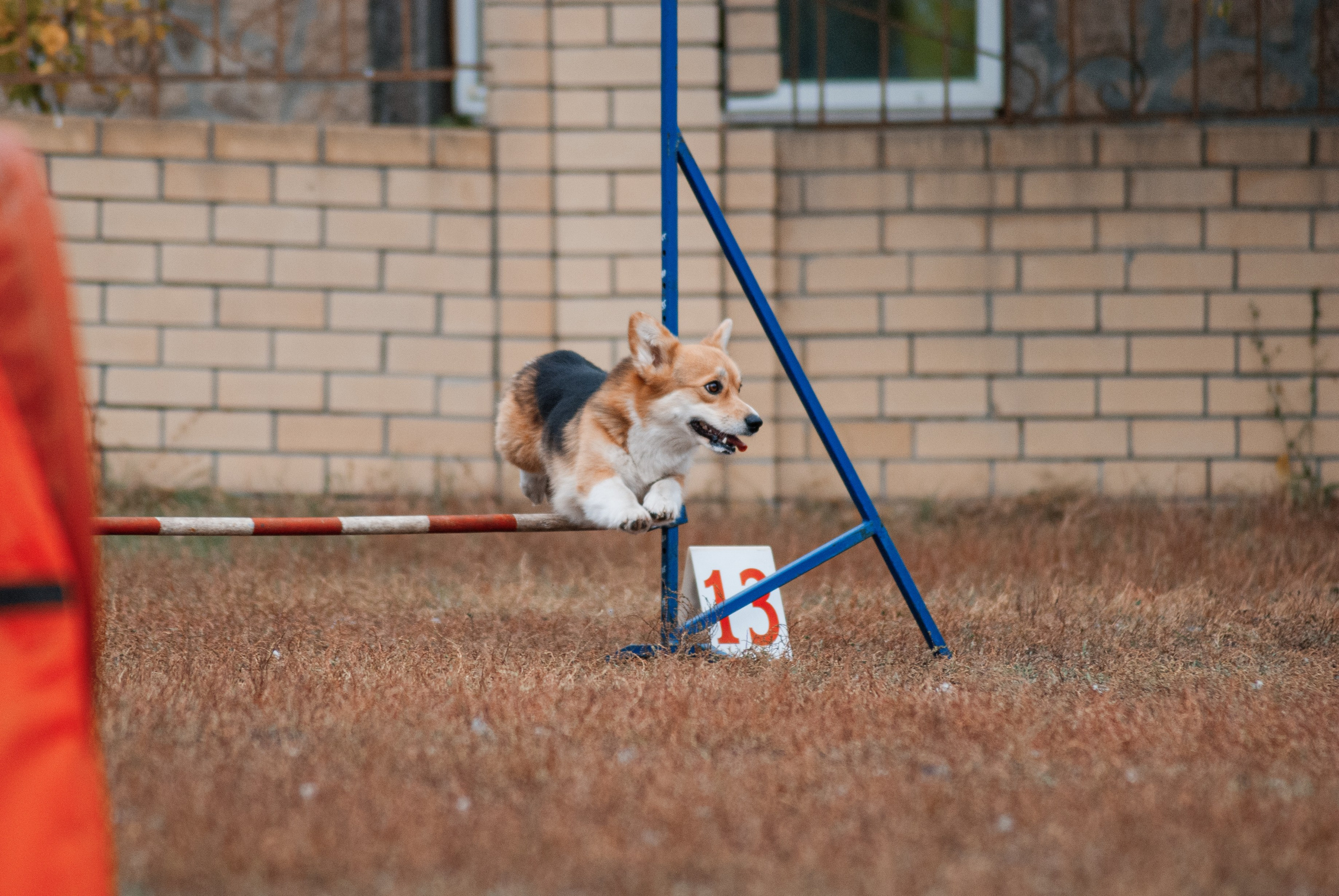 Аджилити. Фотограф в Тюмени Лизавета Сапицкая