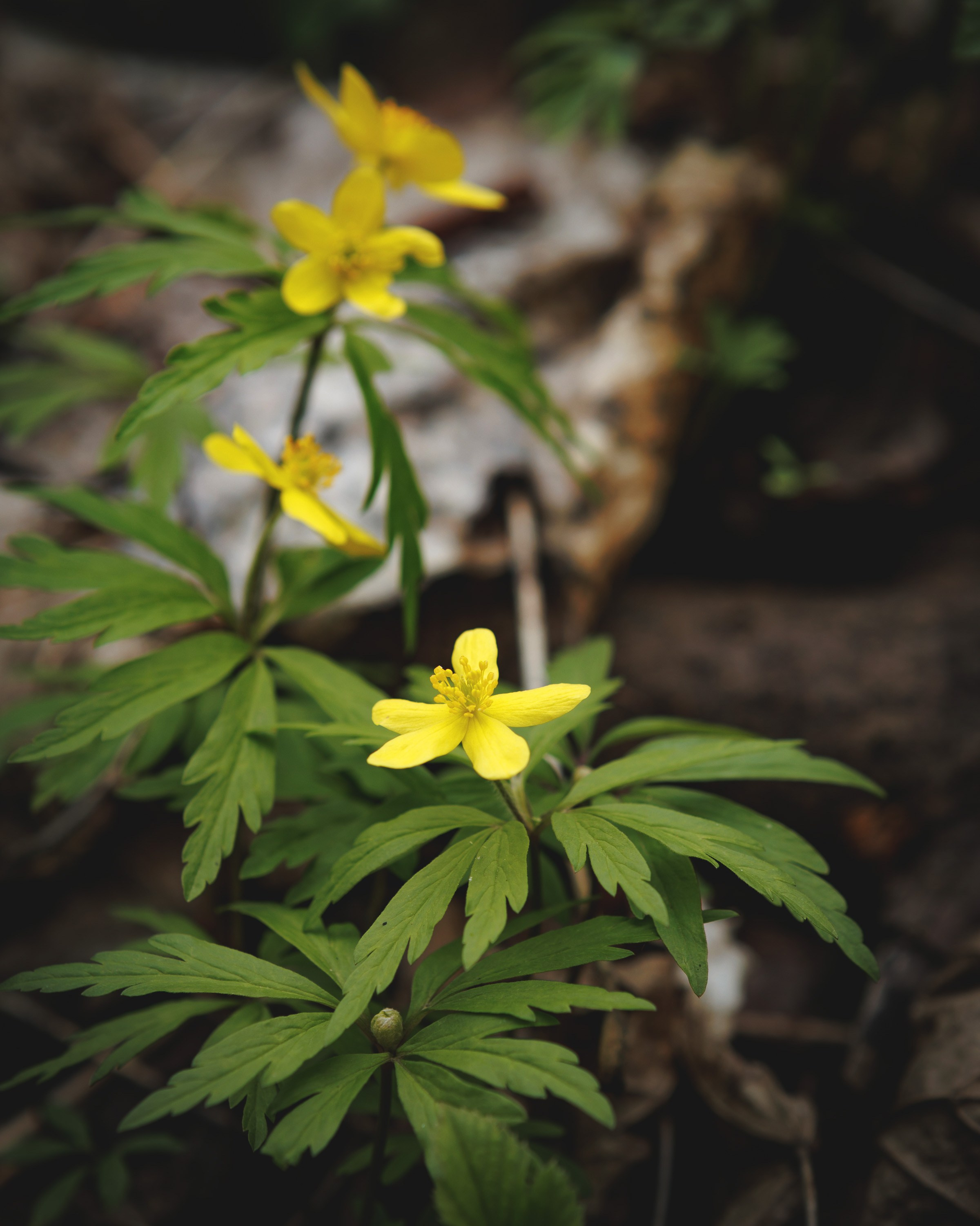 Travel. Индивидуальная и семейная съёмка. Москва, Наталья Самохвалова
