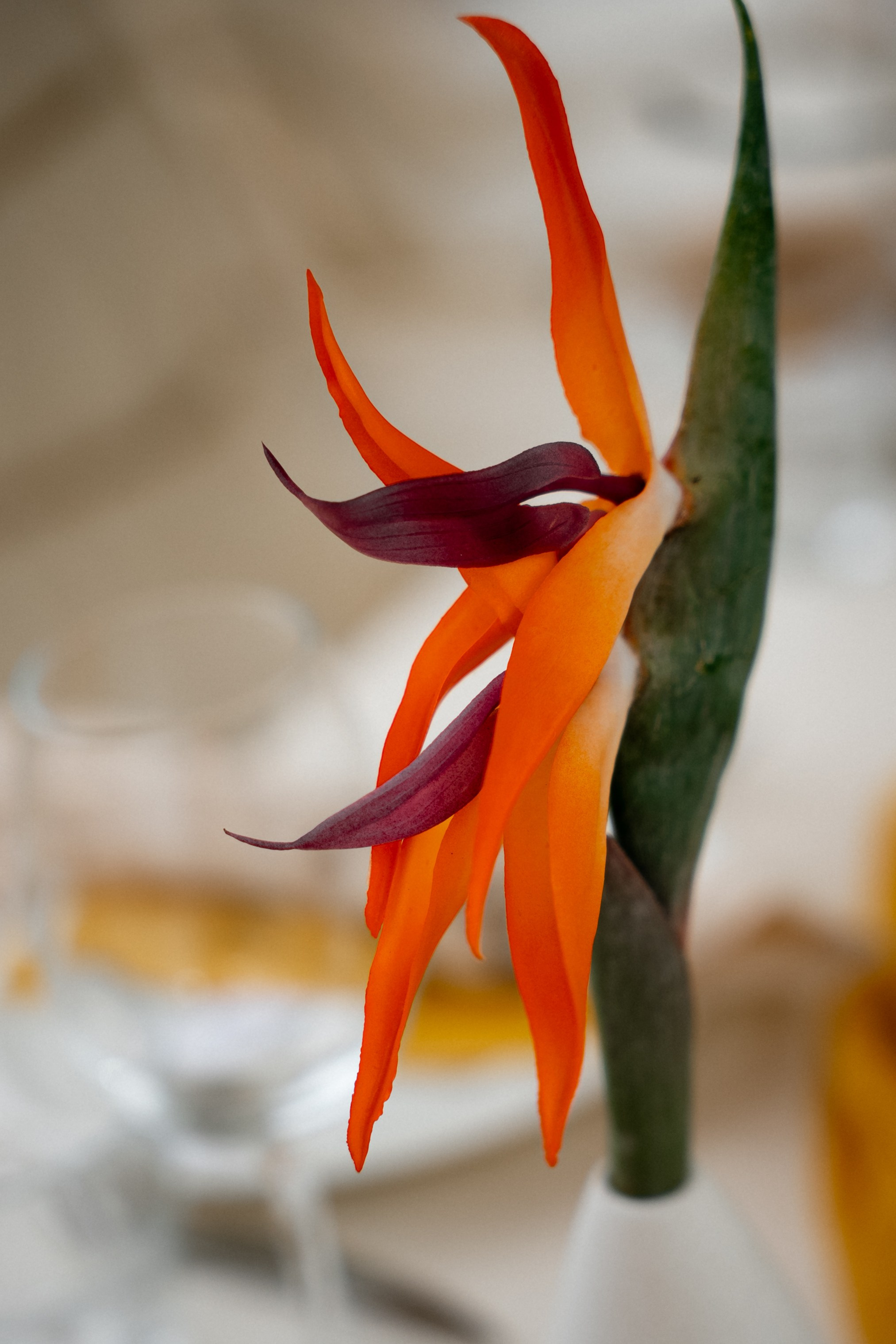 Masha+Vitalya 19/05/25. Семейный и портретный фотограф в Саратове Сахарова Маша