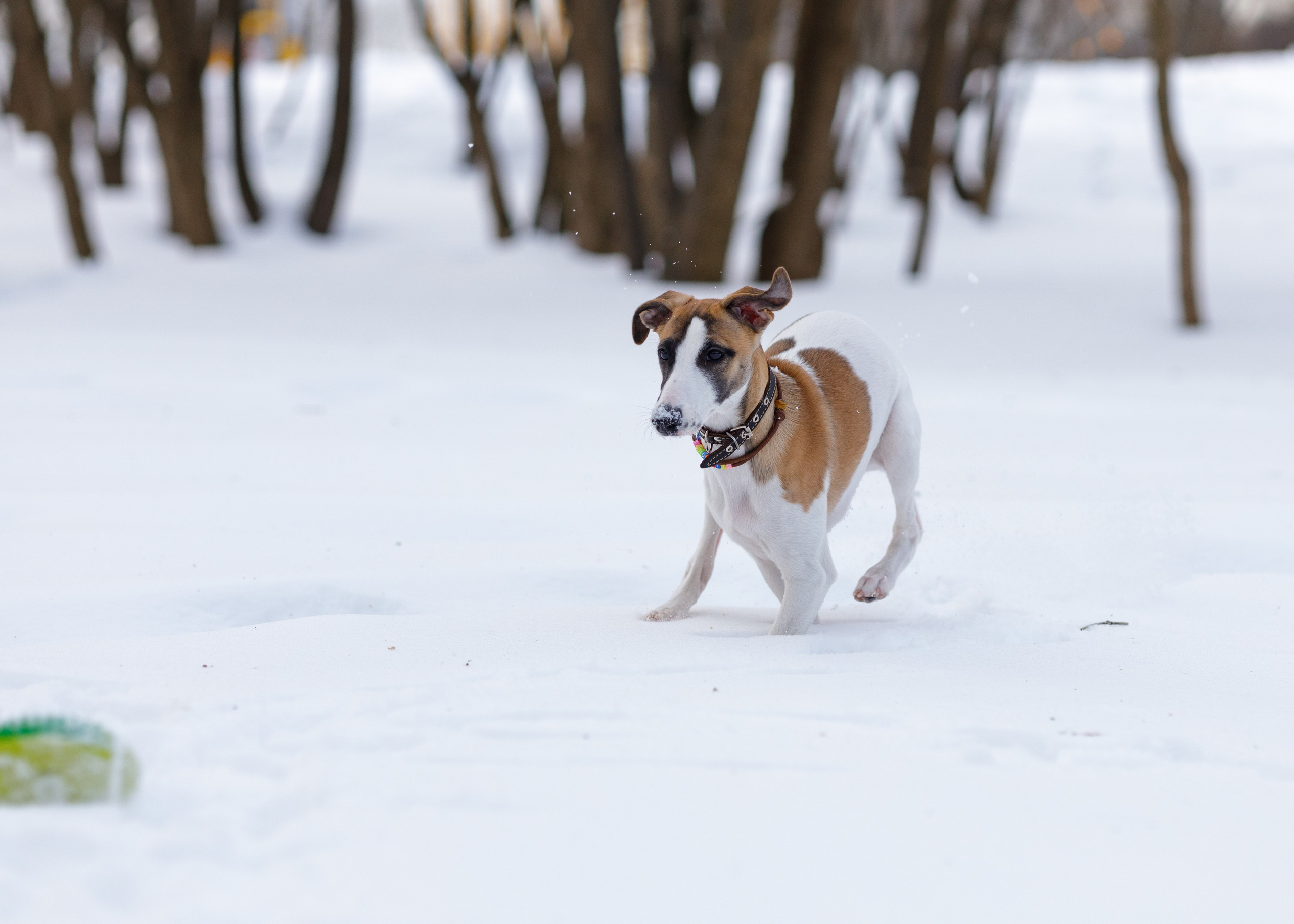 Ланди. Анна Самохина. Фотограф. Москва