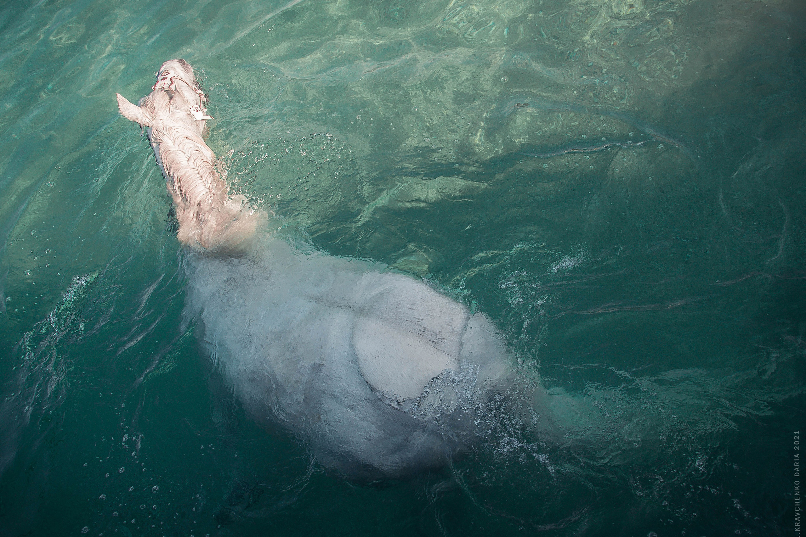 Миф и Фунтик. Фотограф в Севастополе
