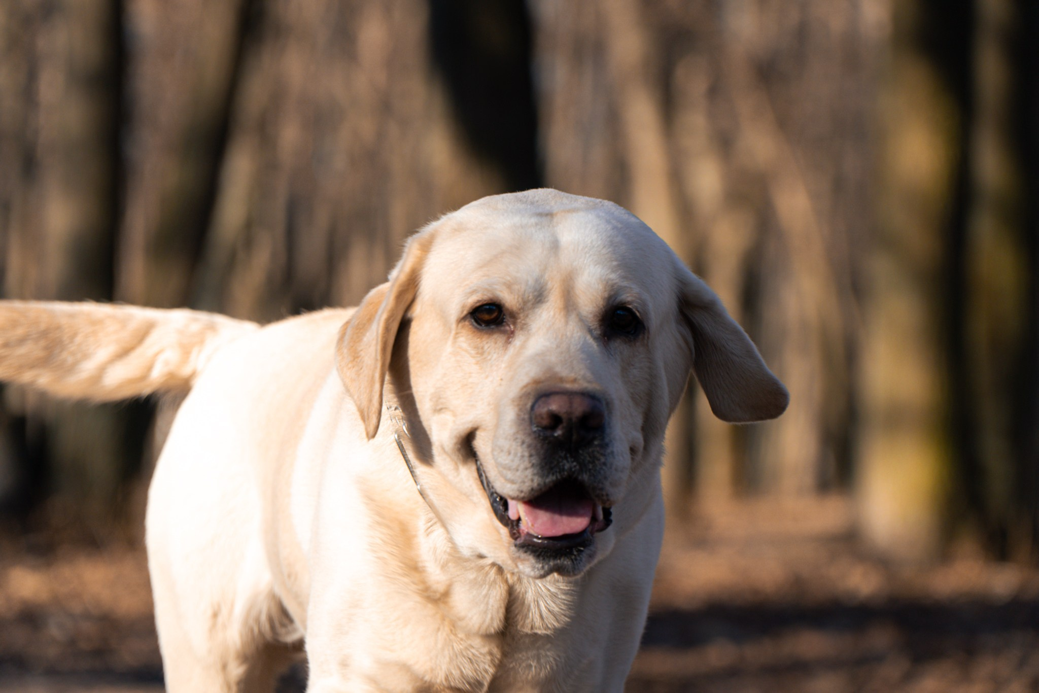 5 вёрст Наташинский 8 марта. Роман Капилюшов. Бег. Фото. Видео. г. Люберцы