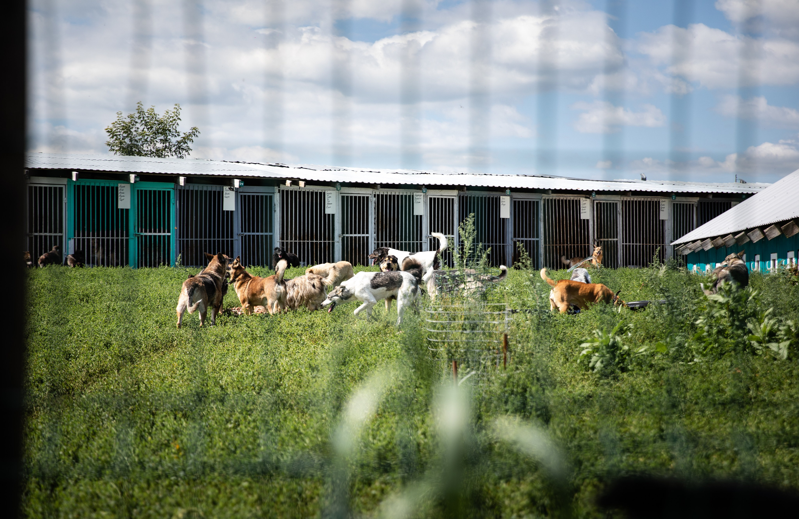 Приют — Наш дом. Репортажный и свадебный фотограф в Челябинске Елисеев Павел