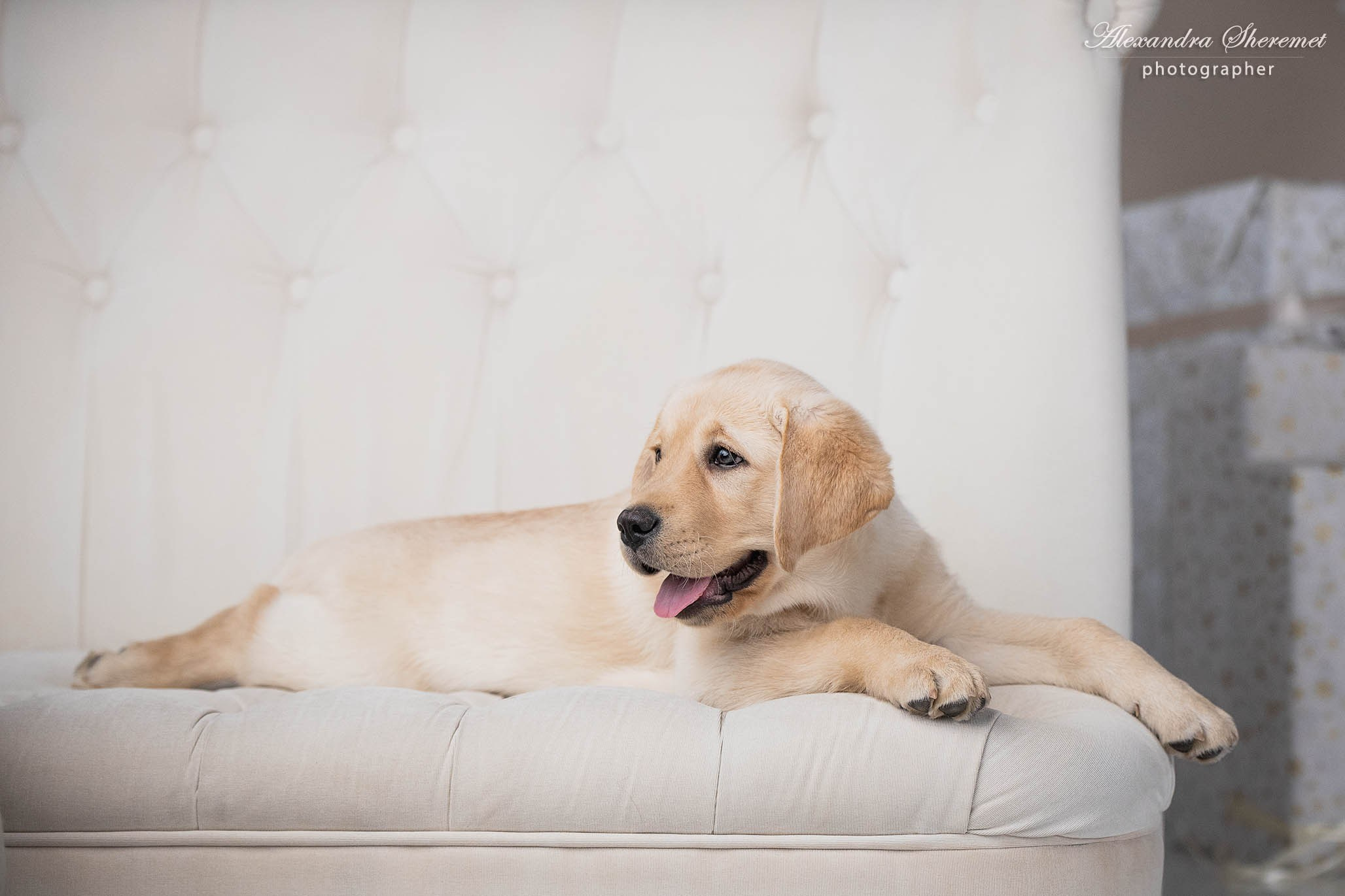 Оксана & лабрадор. Фотограф-анималист Александра Шеремет