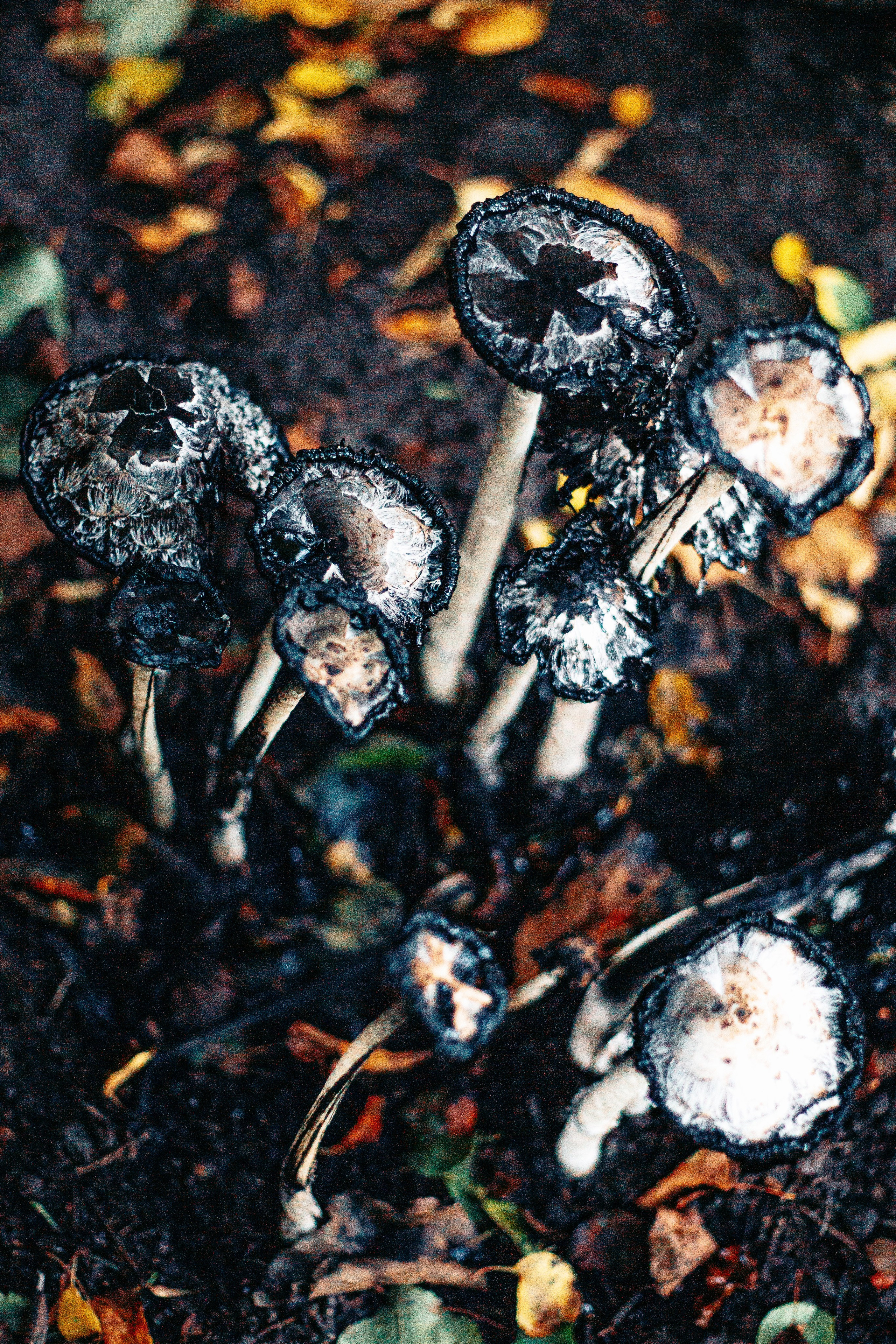 Лес. Колдунья. И волшебные грибы. Арт-фотограф Крис Л. в Тобольске: портрет, семейные, свадьбы