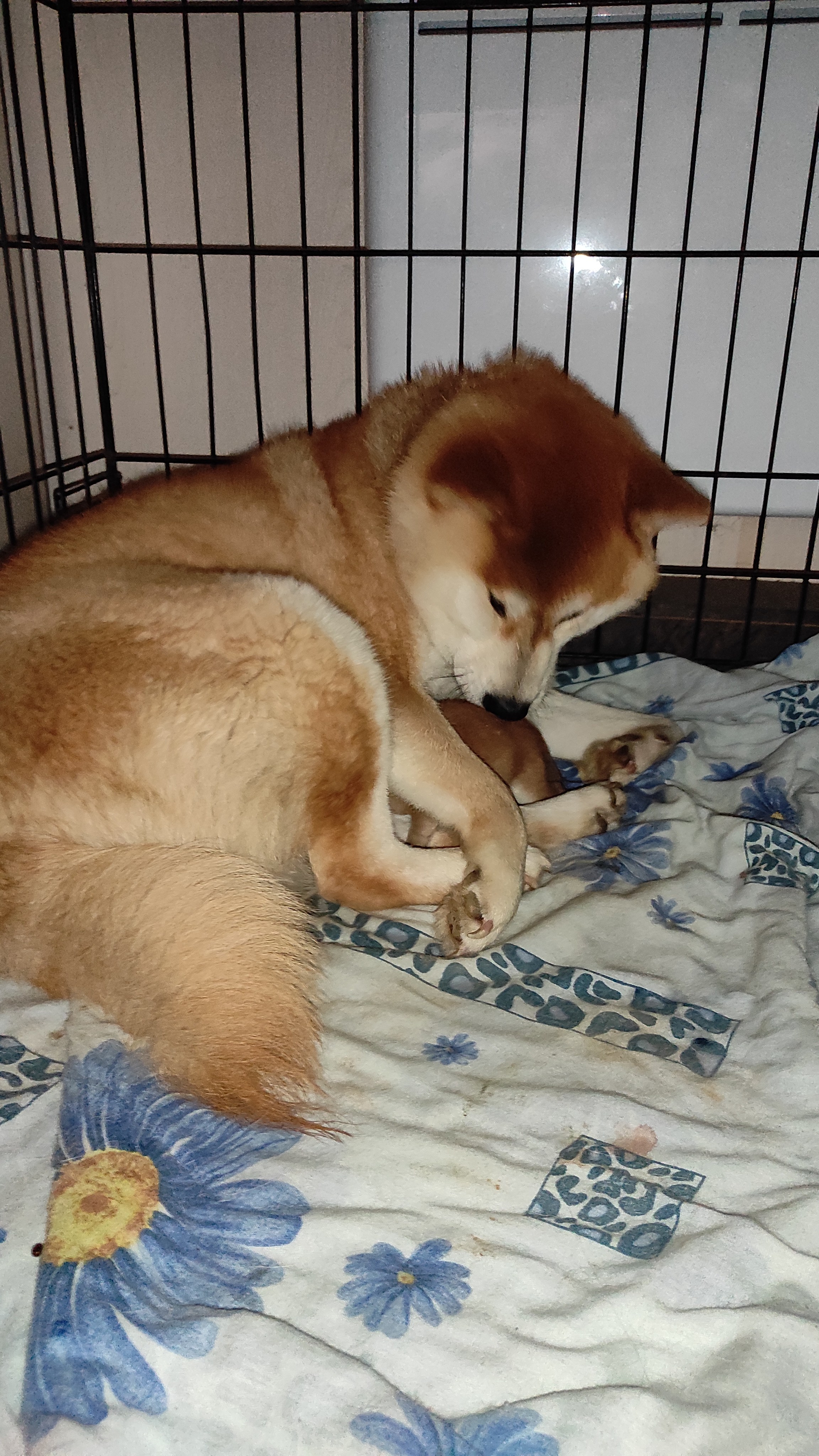 сиба питомник Рубилайт щенки на продажу rubylight  сиба щенки купить СПб Санкт-Петербург 