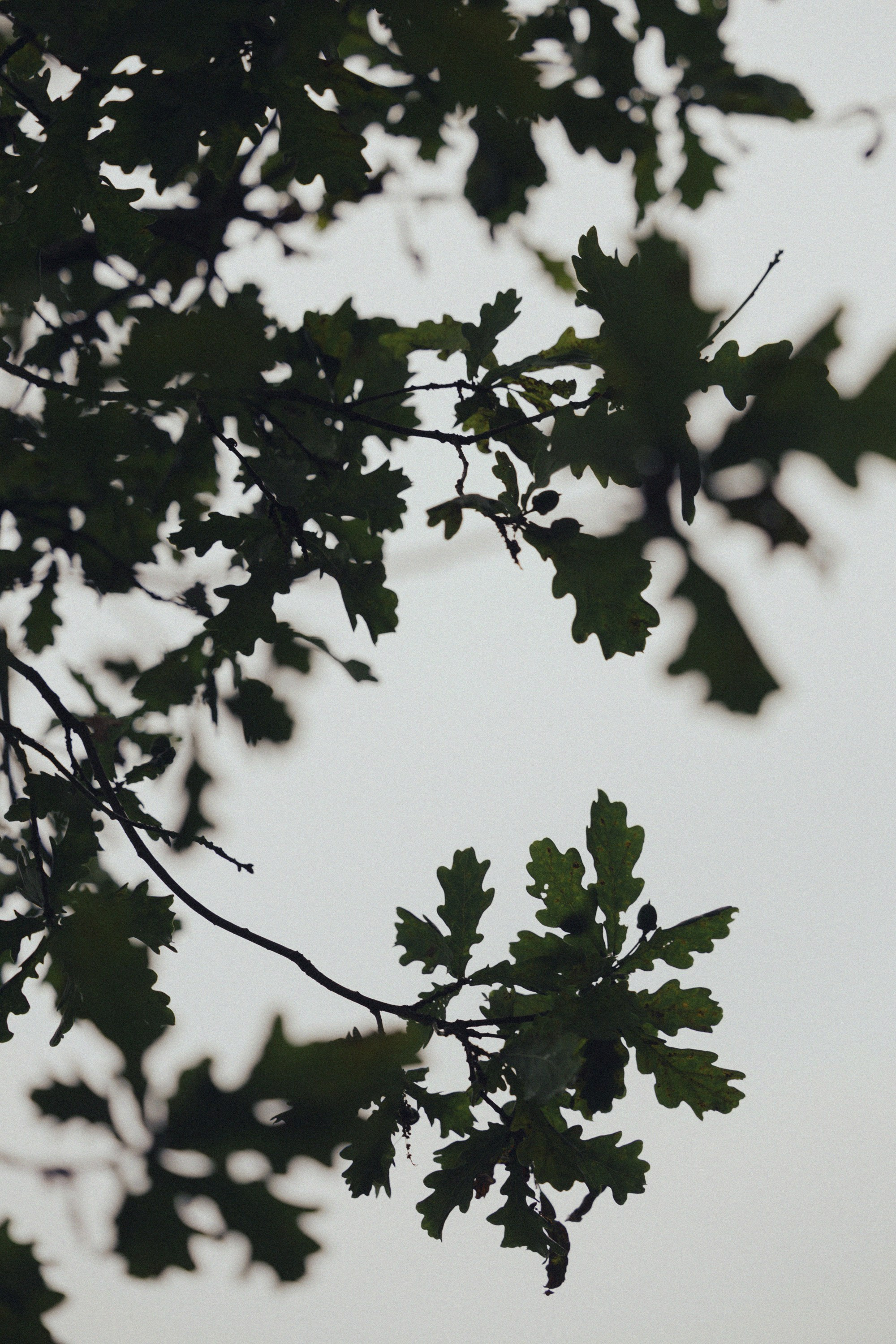 Металлика. Свадебный фотограф в Москве Александр Рыжков