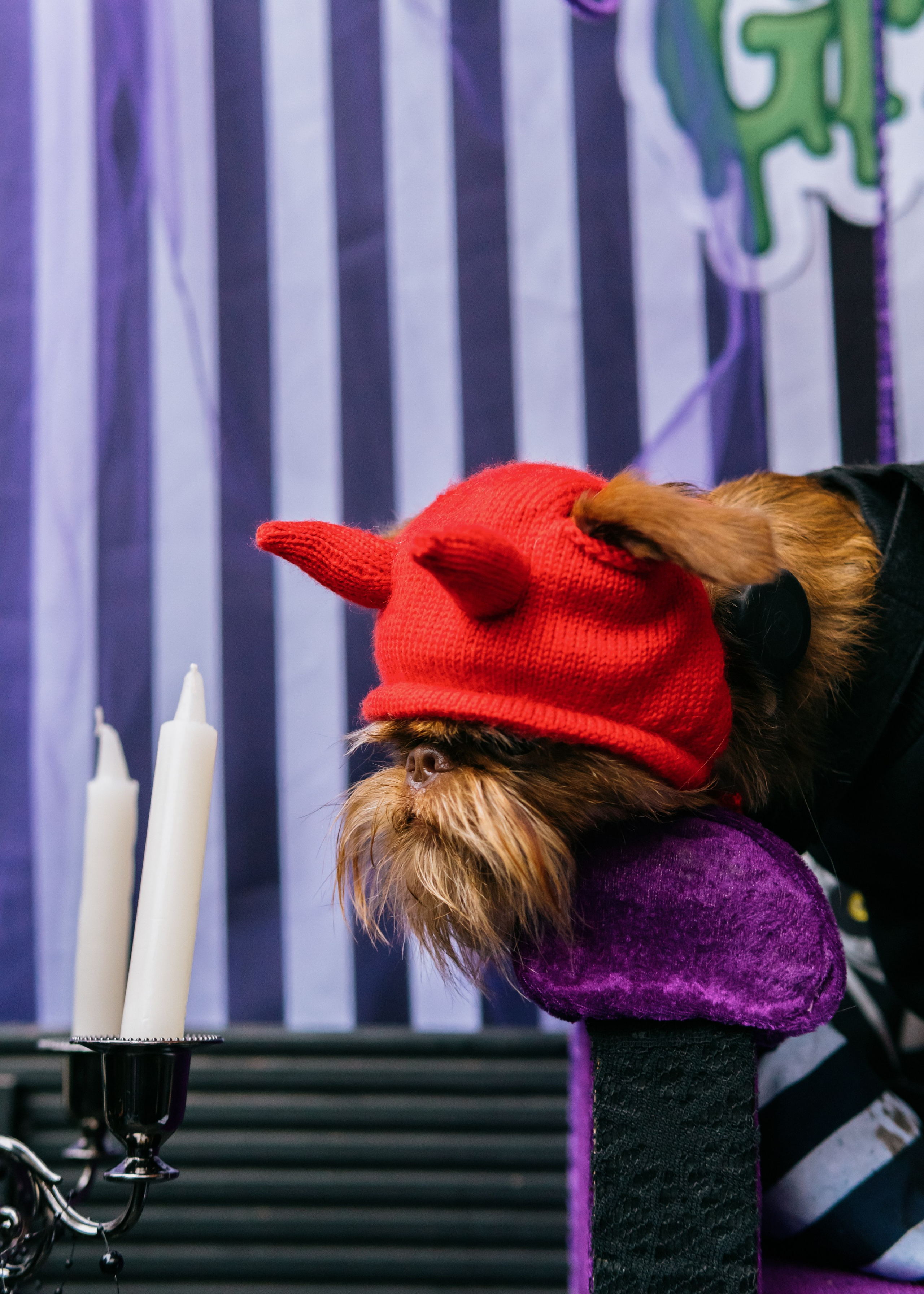 Тематическая встреча породников «Griffween». Фотограф-анималист Ксения Воробьева, Москва