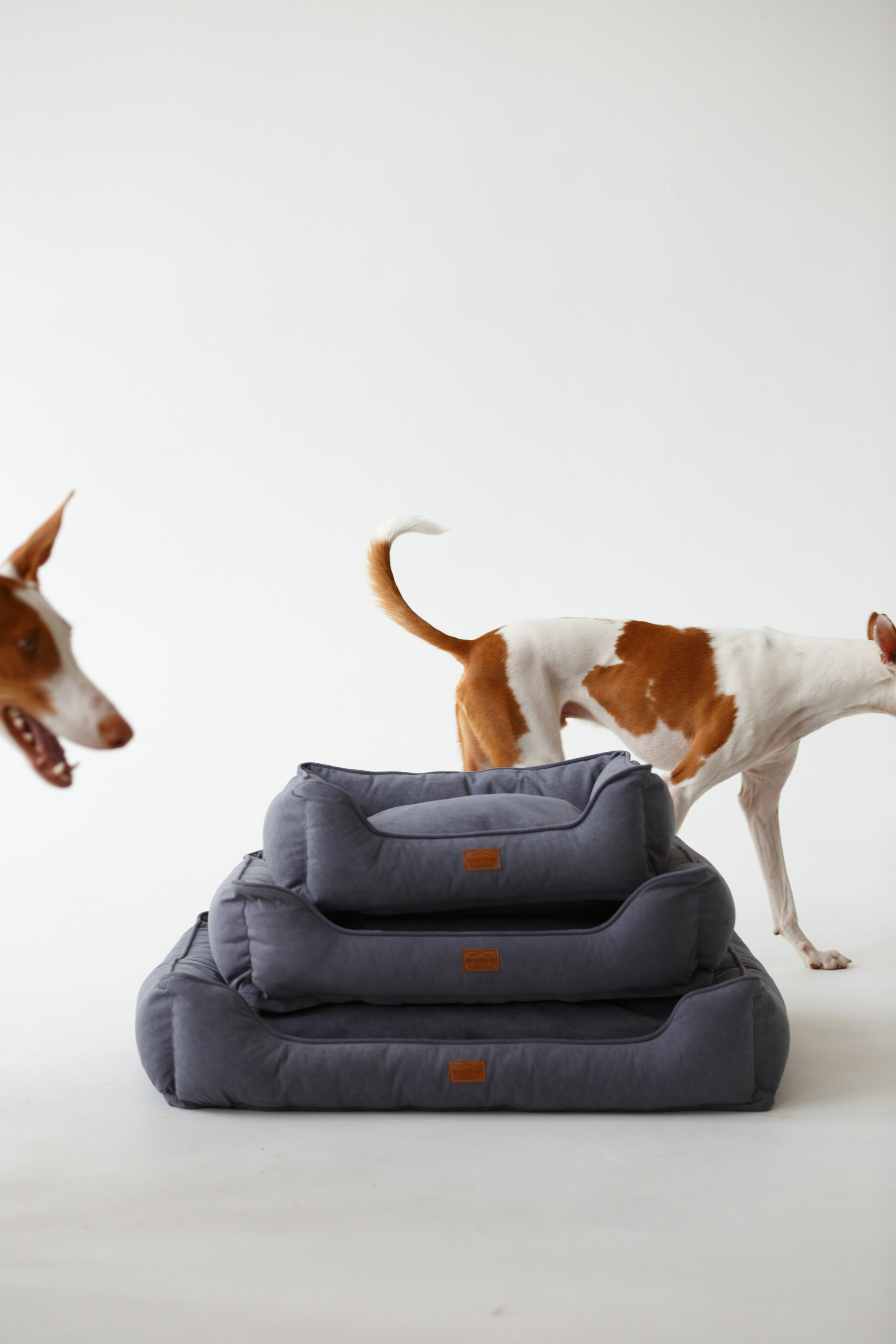 Boonwood Pets лежанки для животных. Фотограф анималист Кристина Карпова, Москва