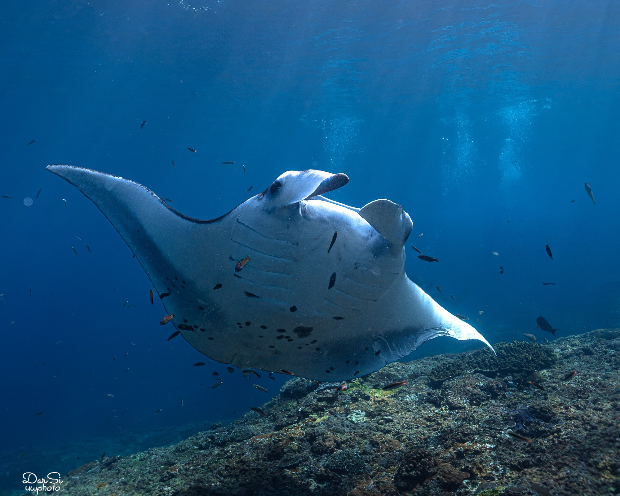 Манты. Подводный фотограф на Филиппинах Синицина Дарья