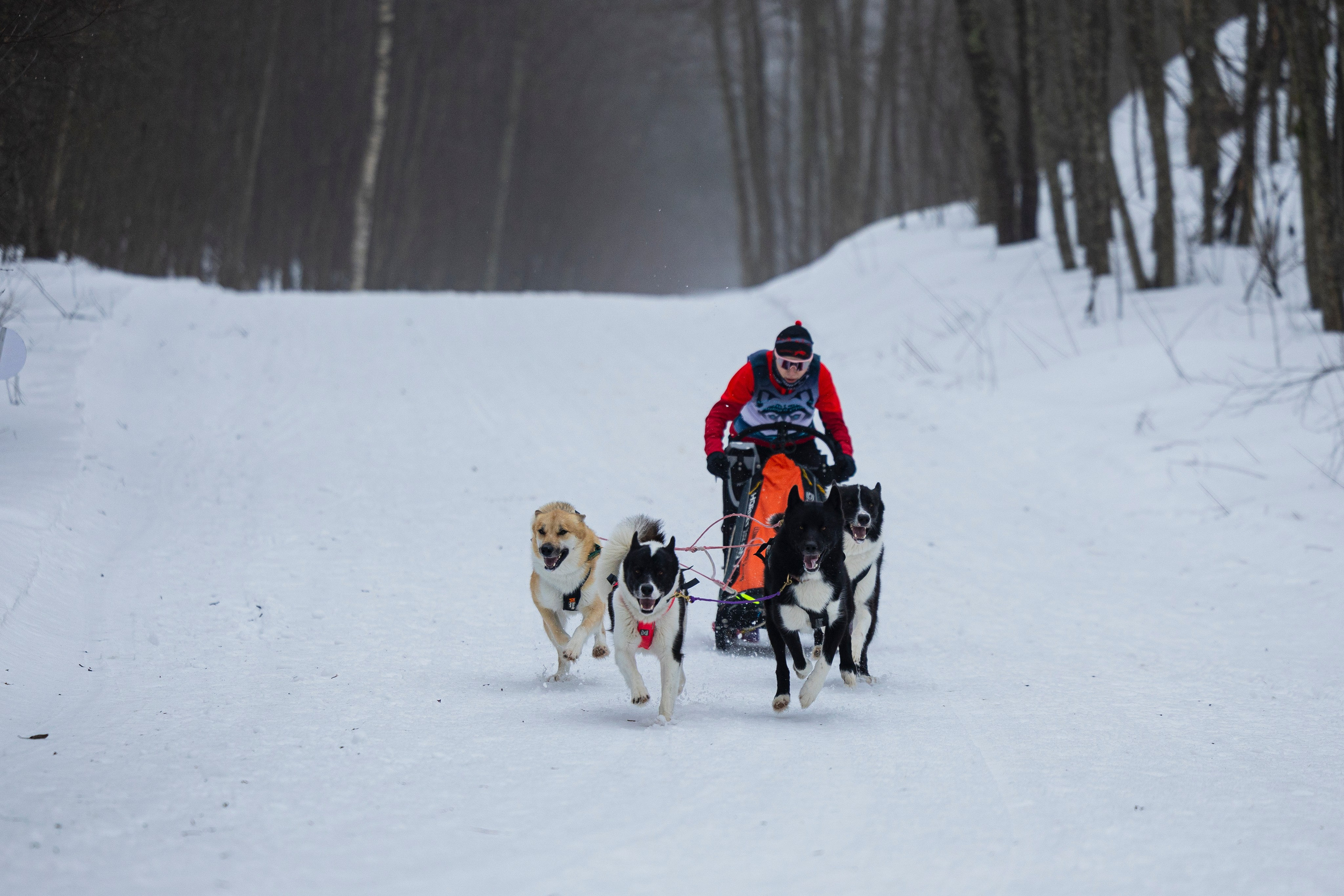 Зимний Чемпионат Санкт-Петербурга по ездовому спорту. Фотограф-анималист Анна Маринич