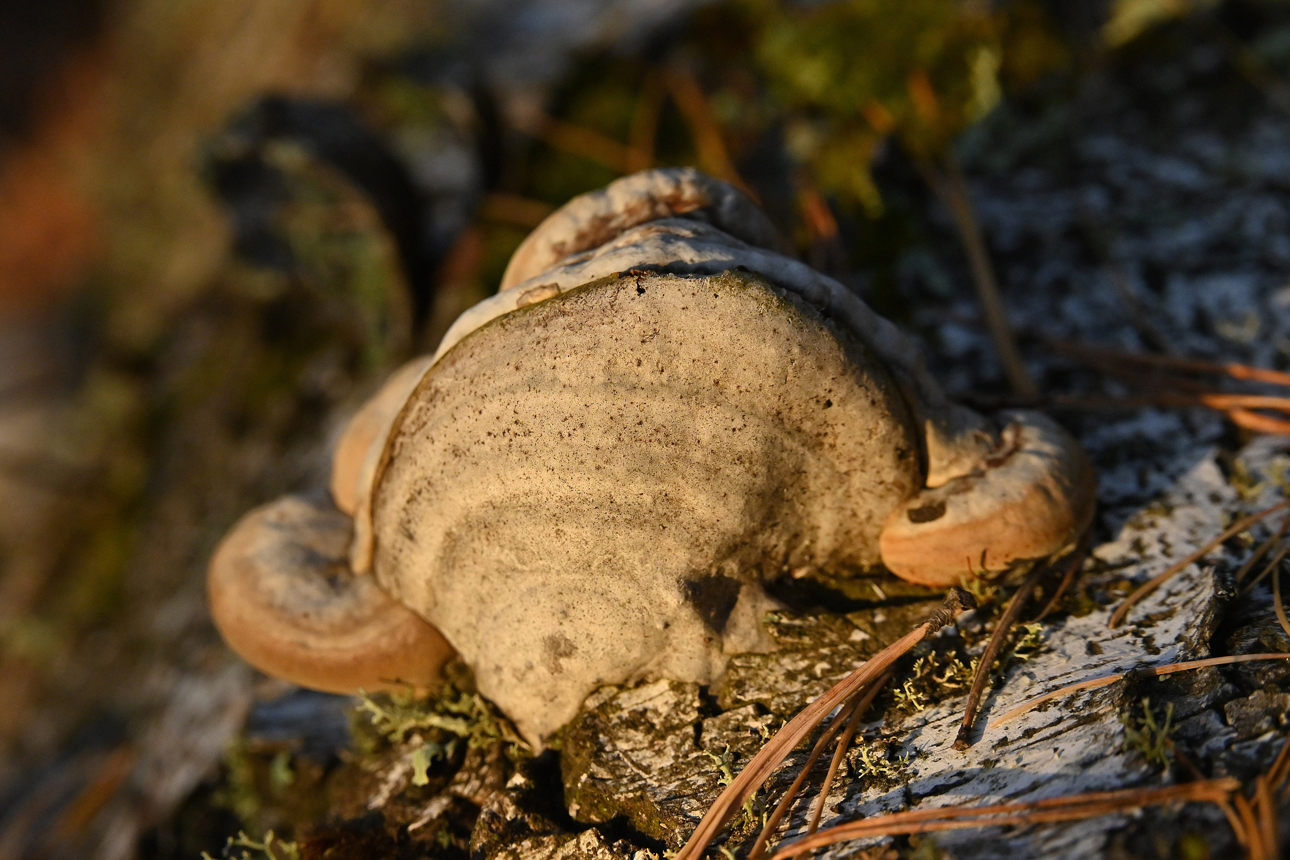 Осень. FotoGraf