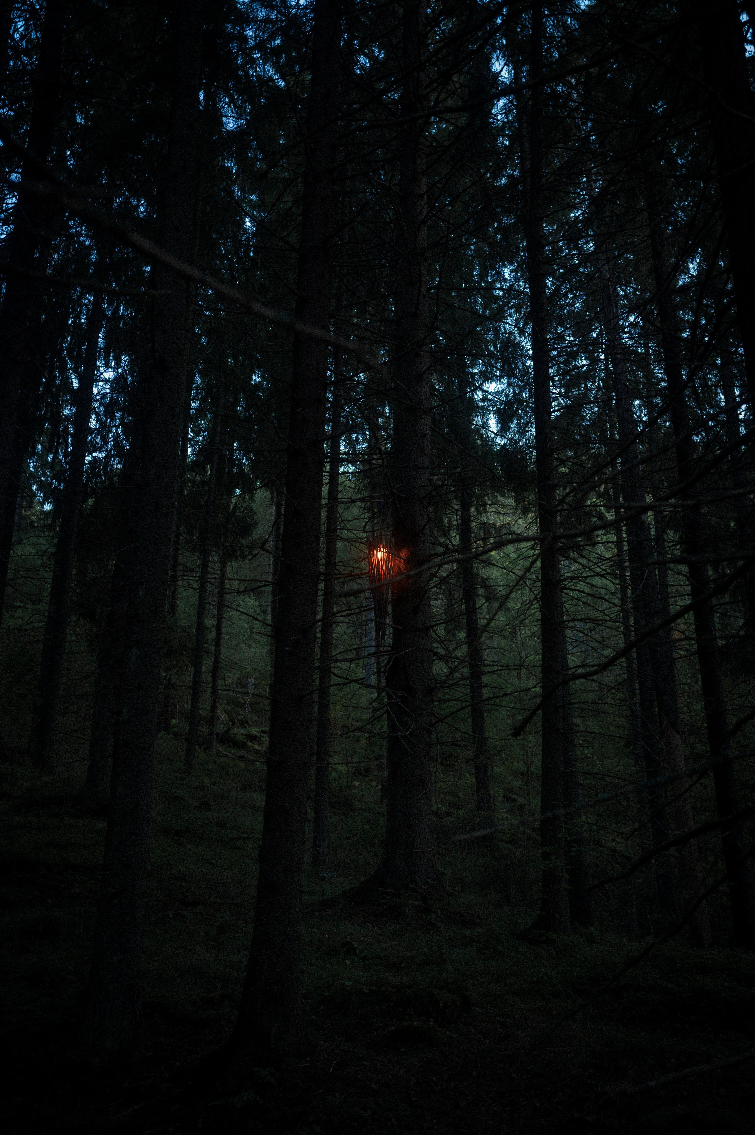 North 2024. Kartascheff