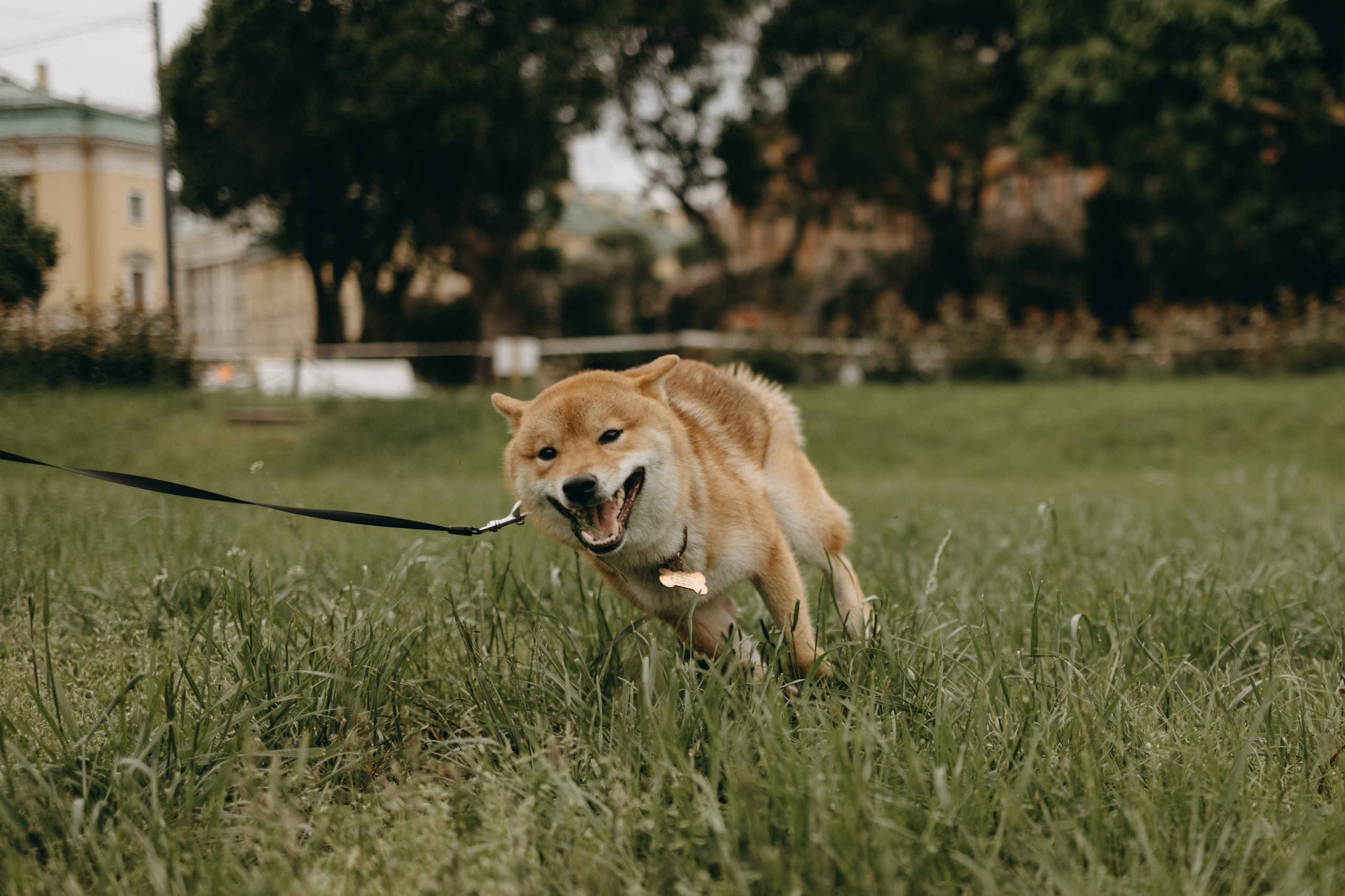 Сириус и его семья. Фотограф — Анималист | Санкт-Петербург