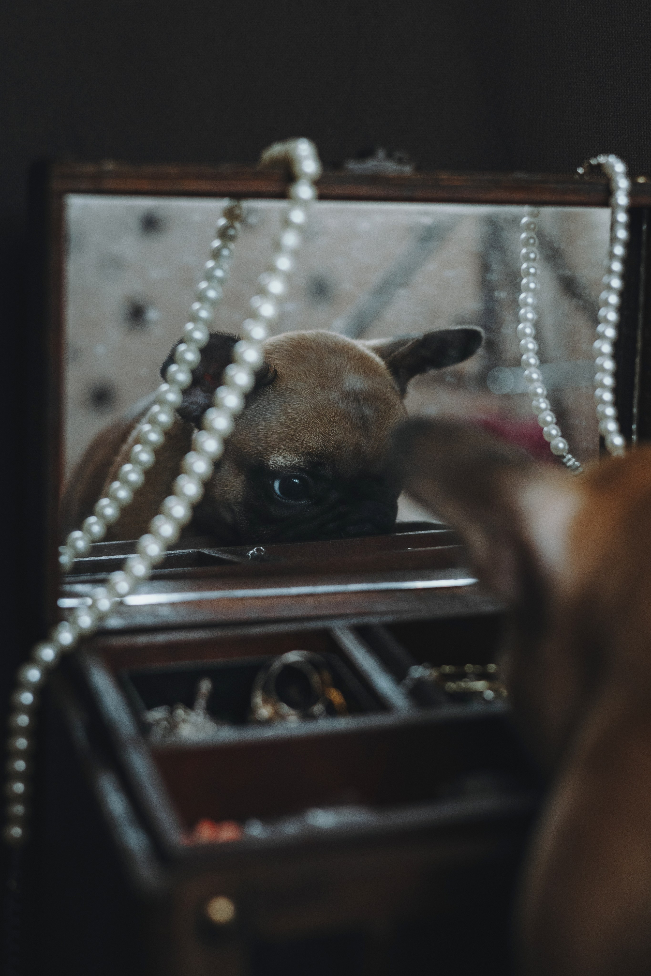 Щеночки. Фотограф — анималист Владивосток, Алина