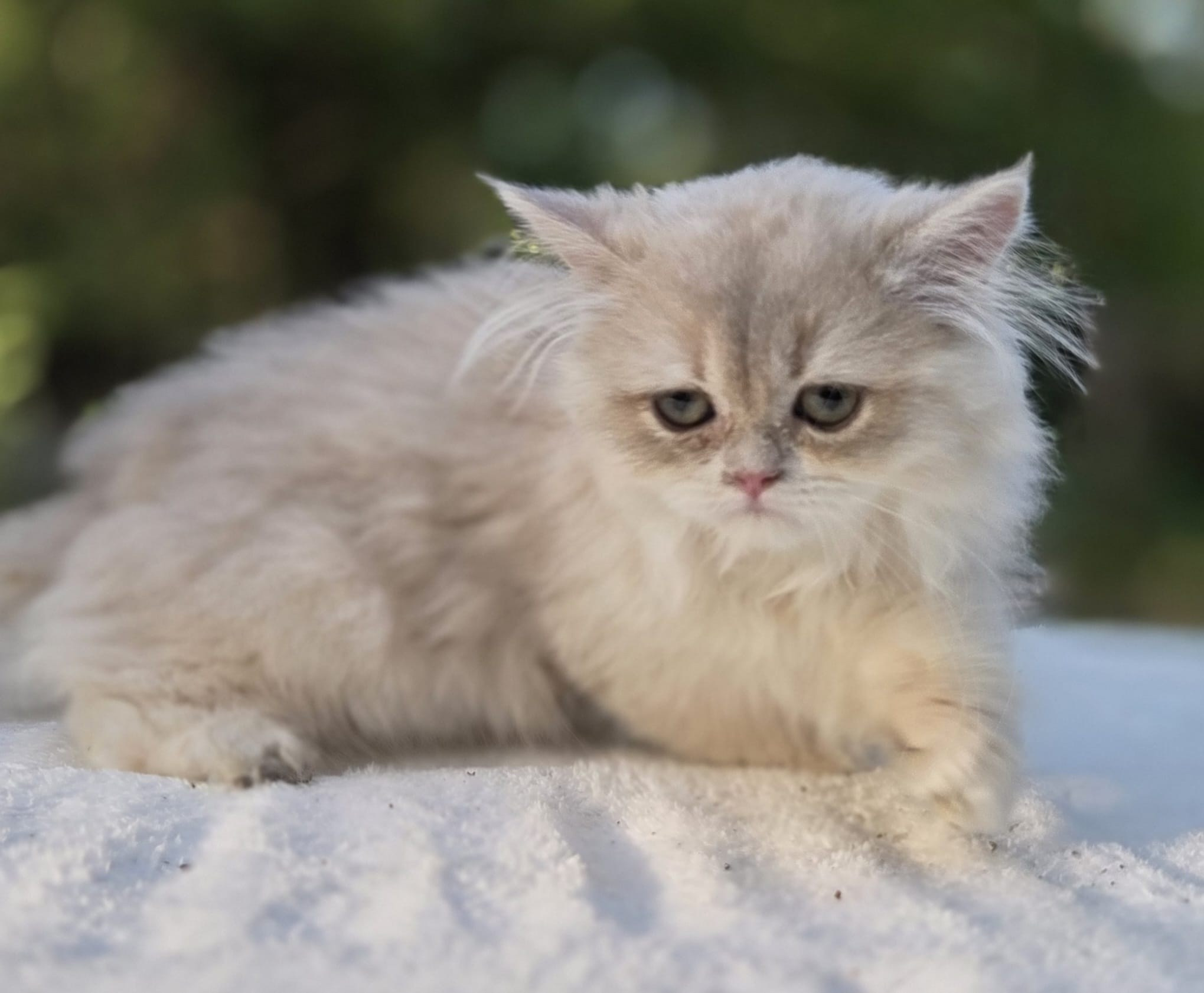 Manya, female, 04.10.2026, $1000. British shorhair Cats