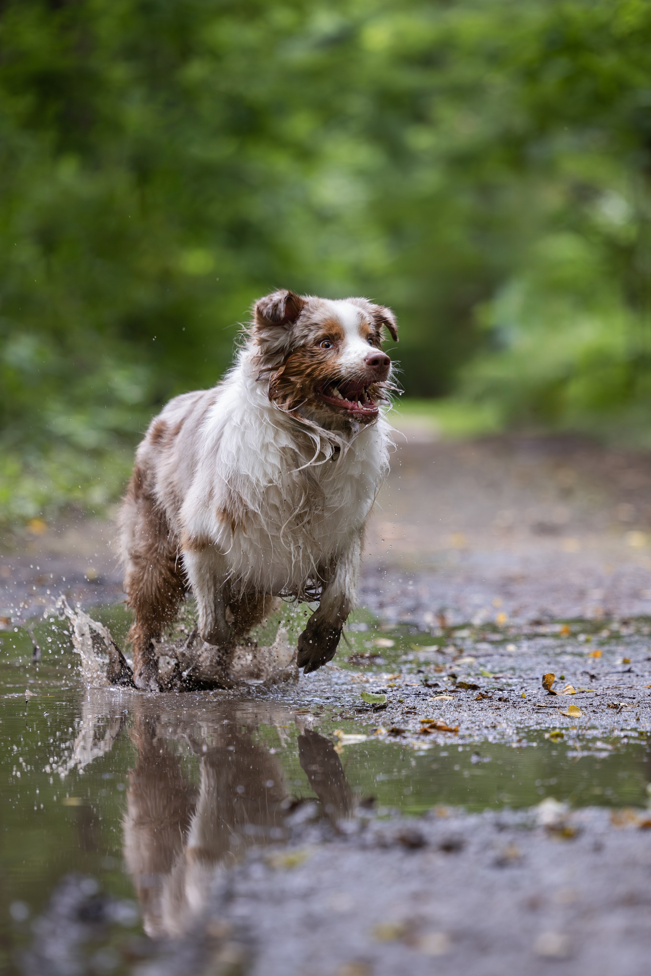 Макс и Сезам. Виктория Михайловская. Фотограф-анималист. Москва