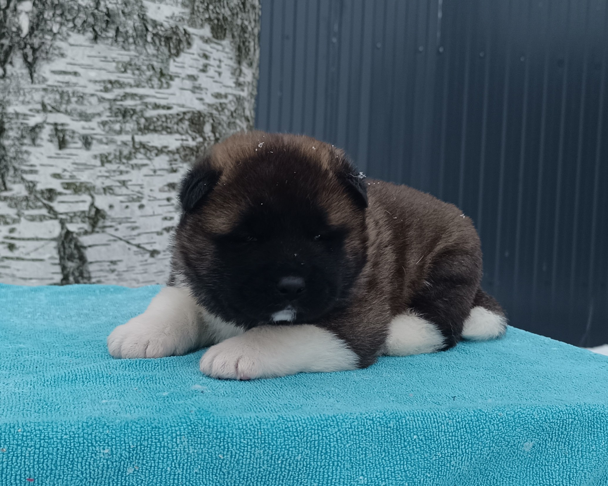 Американская акита  щенки питомник Санкт-Петербург клубные щенки Американская акита питомник RUBYLIGHT Рубилайт купить щенка американской акиты