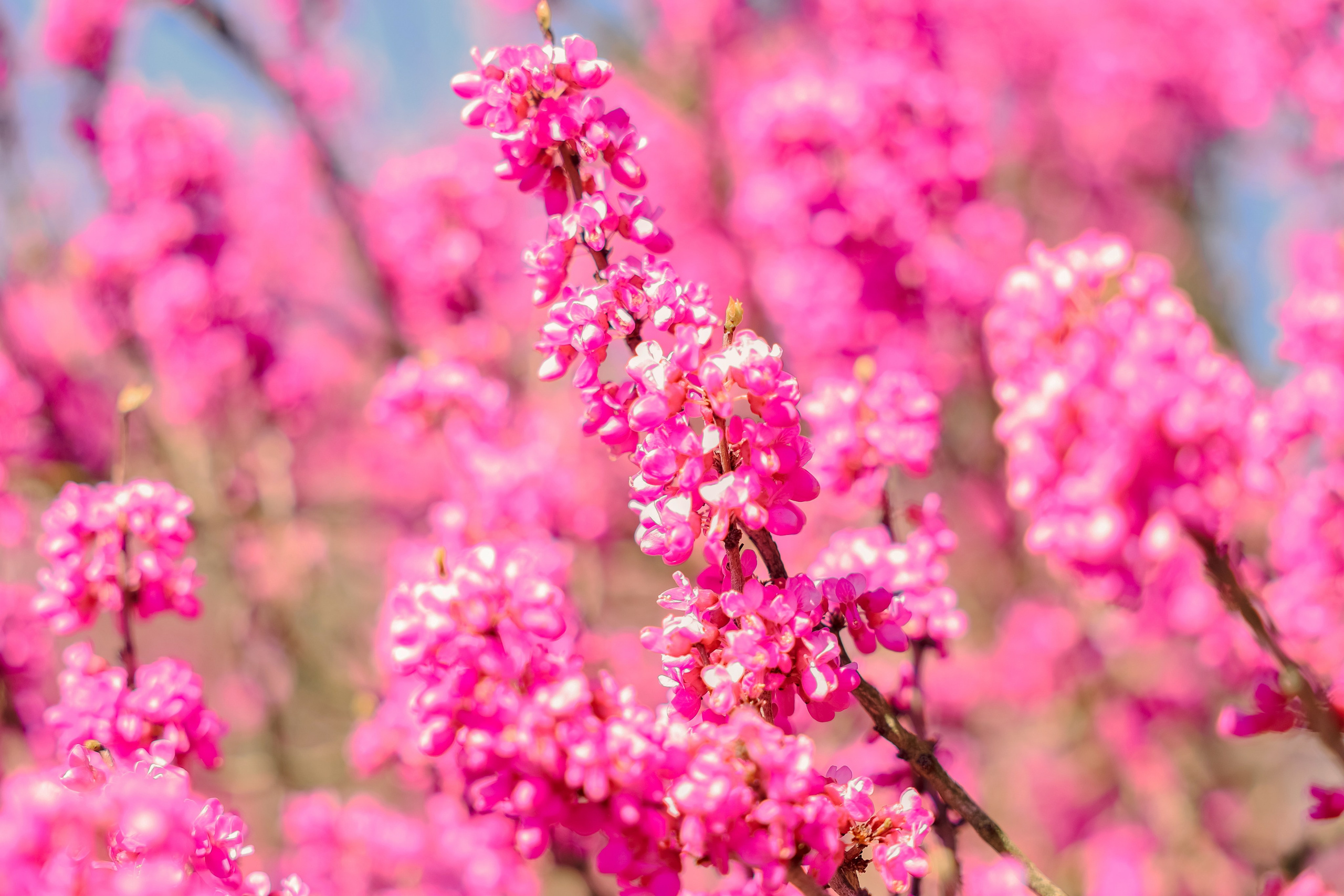 Фотосессия в цветении. Фотограф в Казани Ольга Яшина