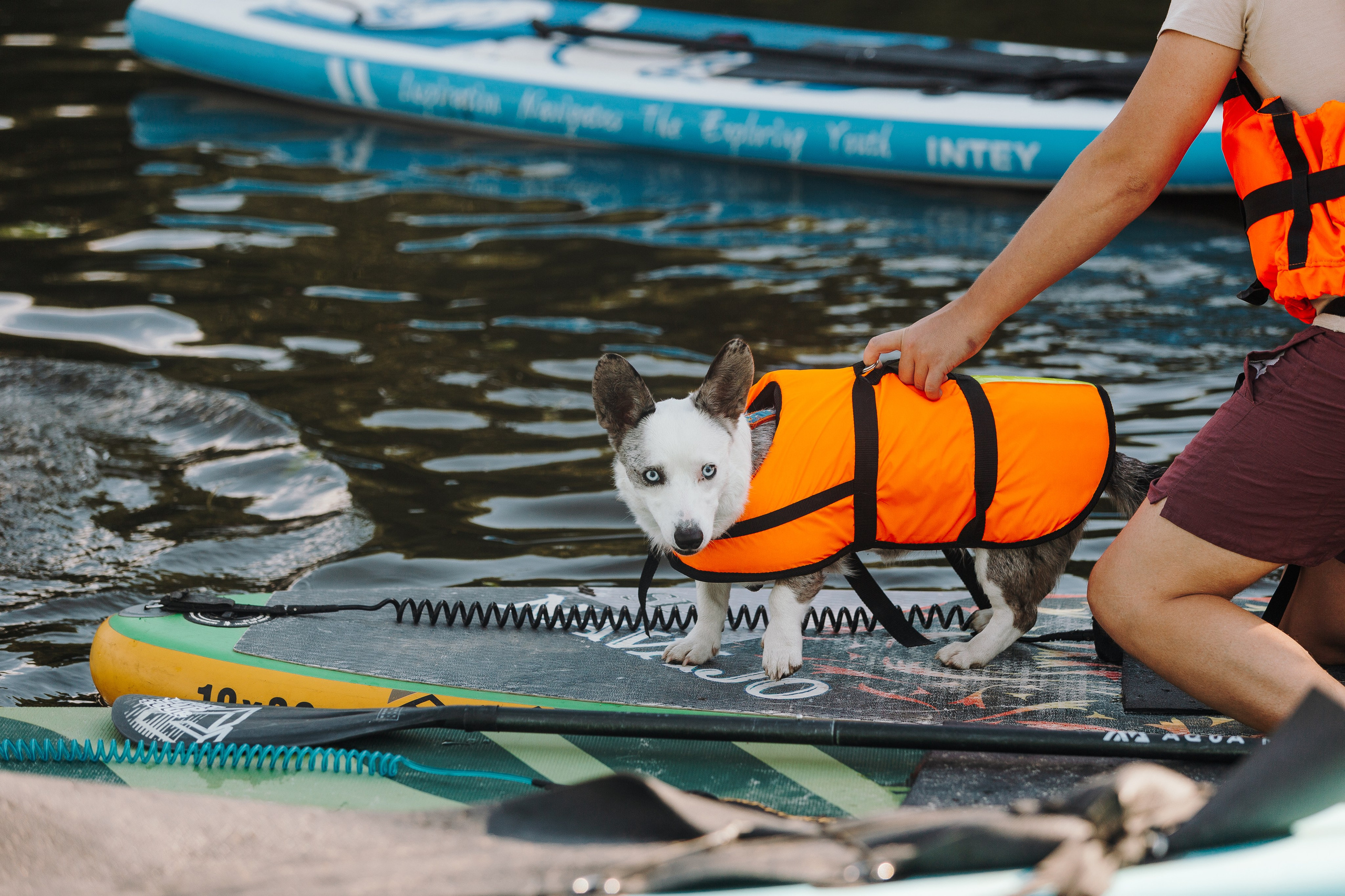 Petshop Sup day. Фотограф анималист Кристина Карпова, Москва