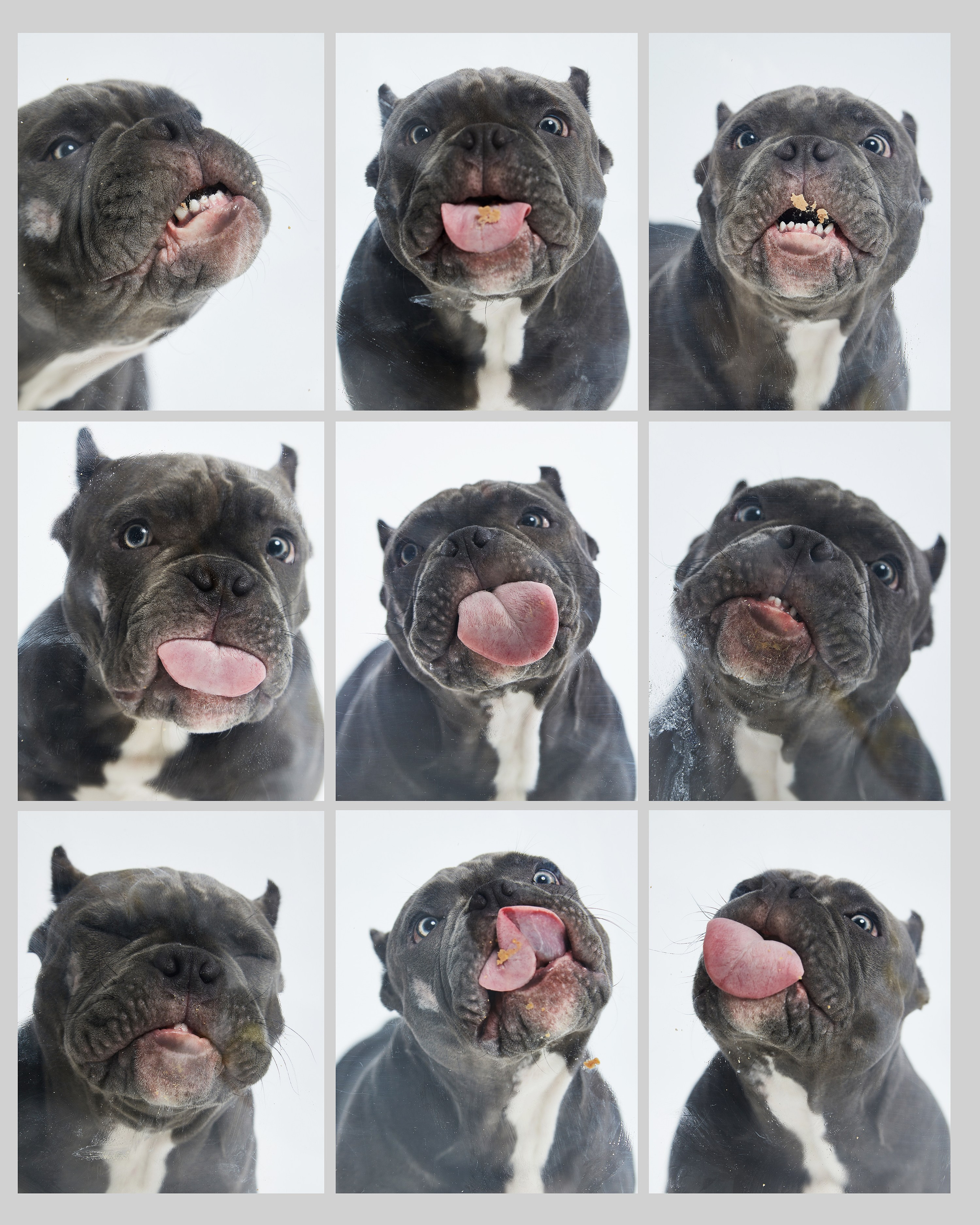 Pets Photography / Фотограф Собак