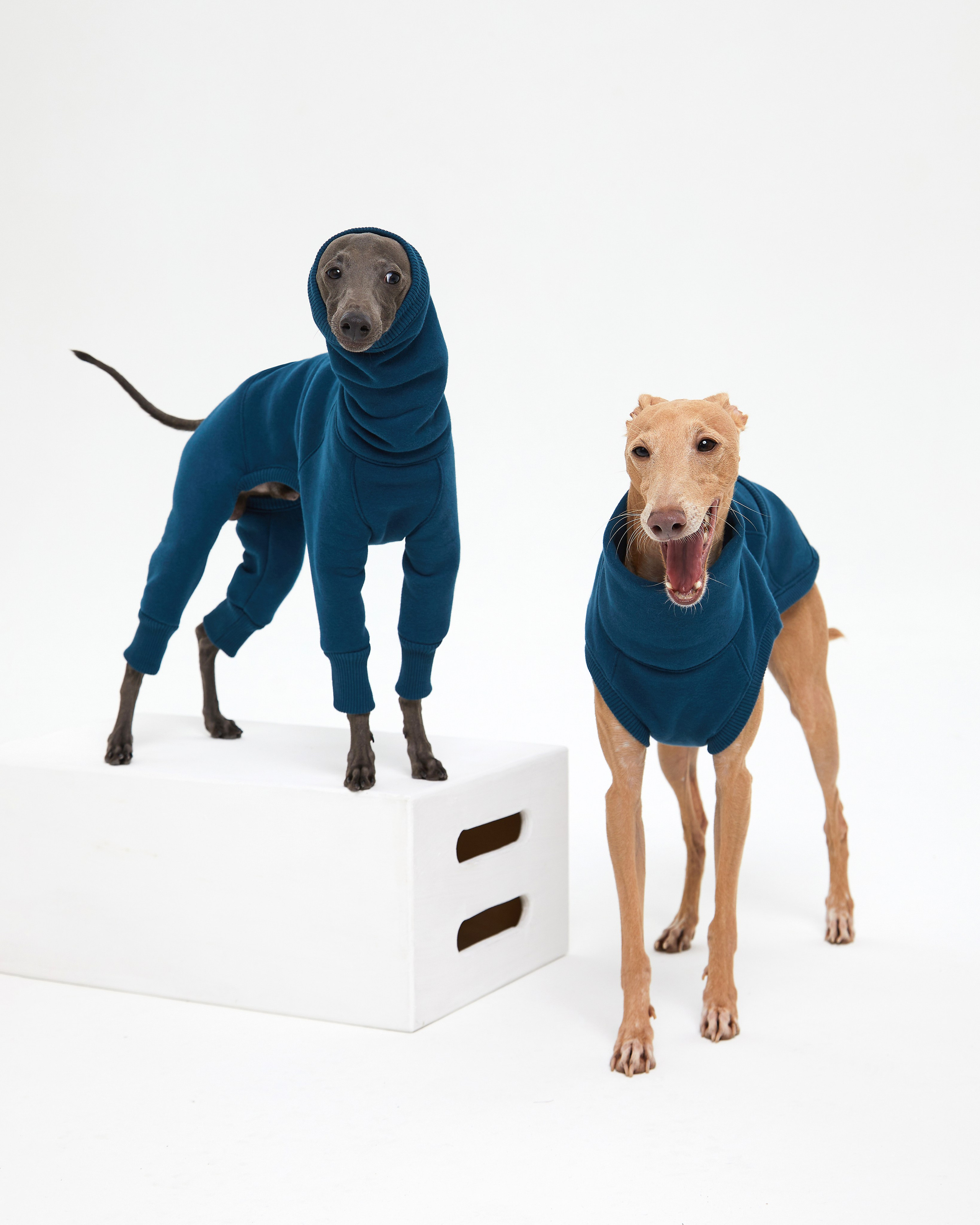 Каталоги. Pets Photography / Фотограф Собак