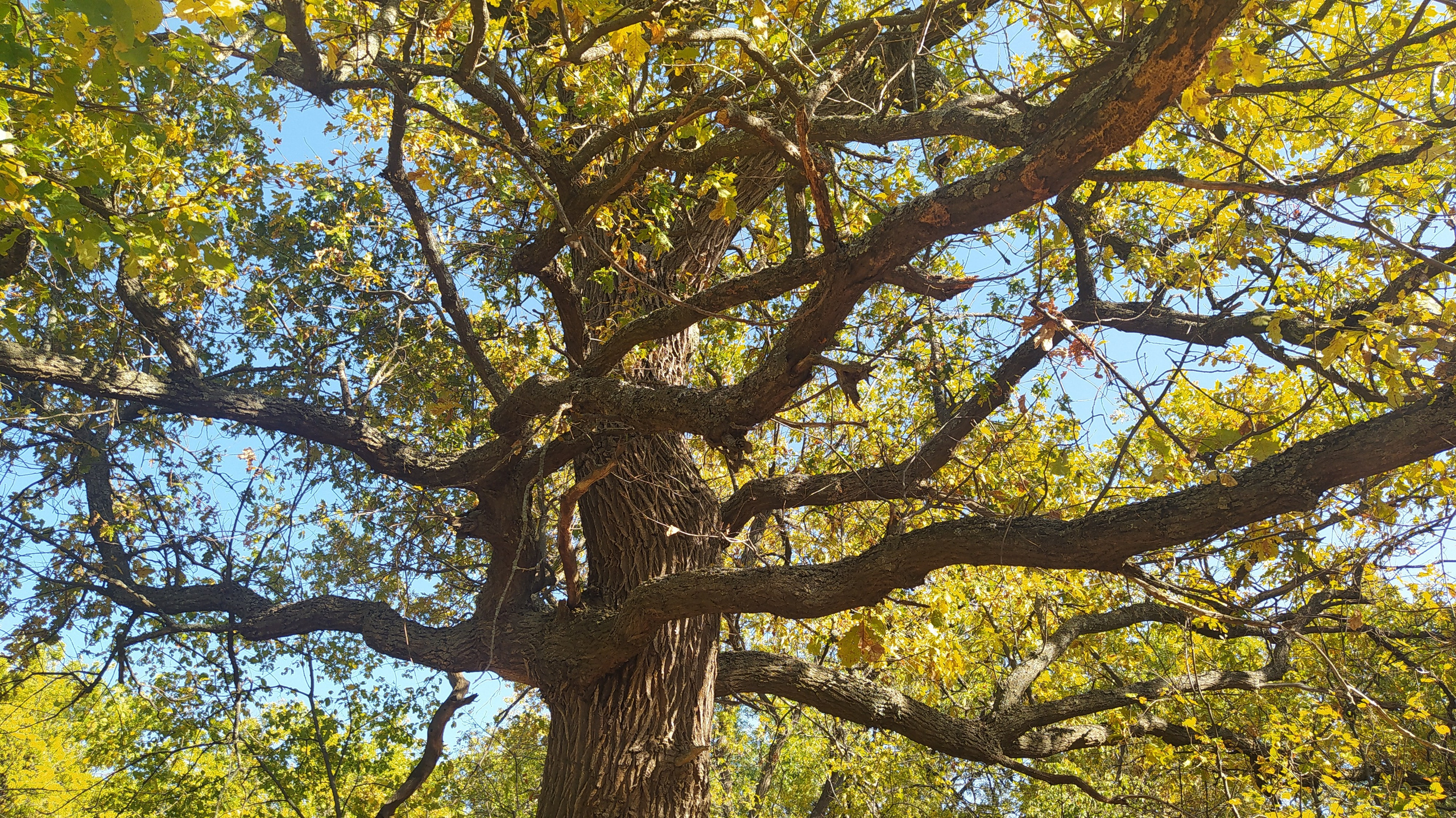Синрин-йоку. Марина Рыбкина — Глубинная психология