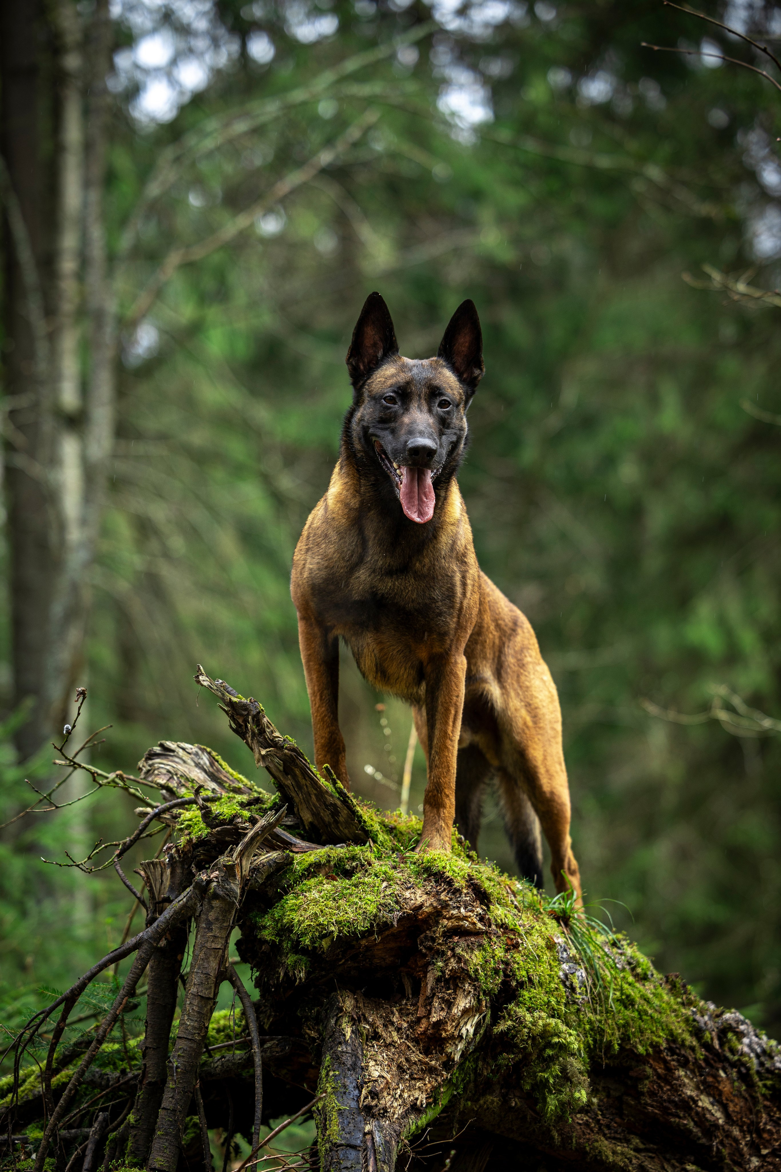 Миура. Фотограф-анималист Анна Маринич