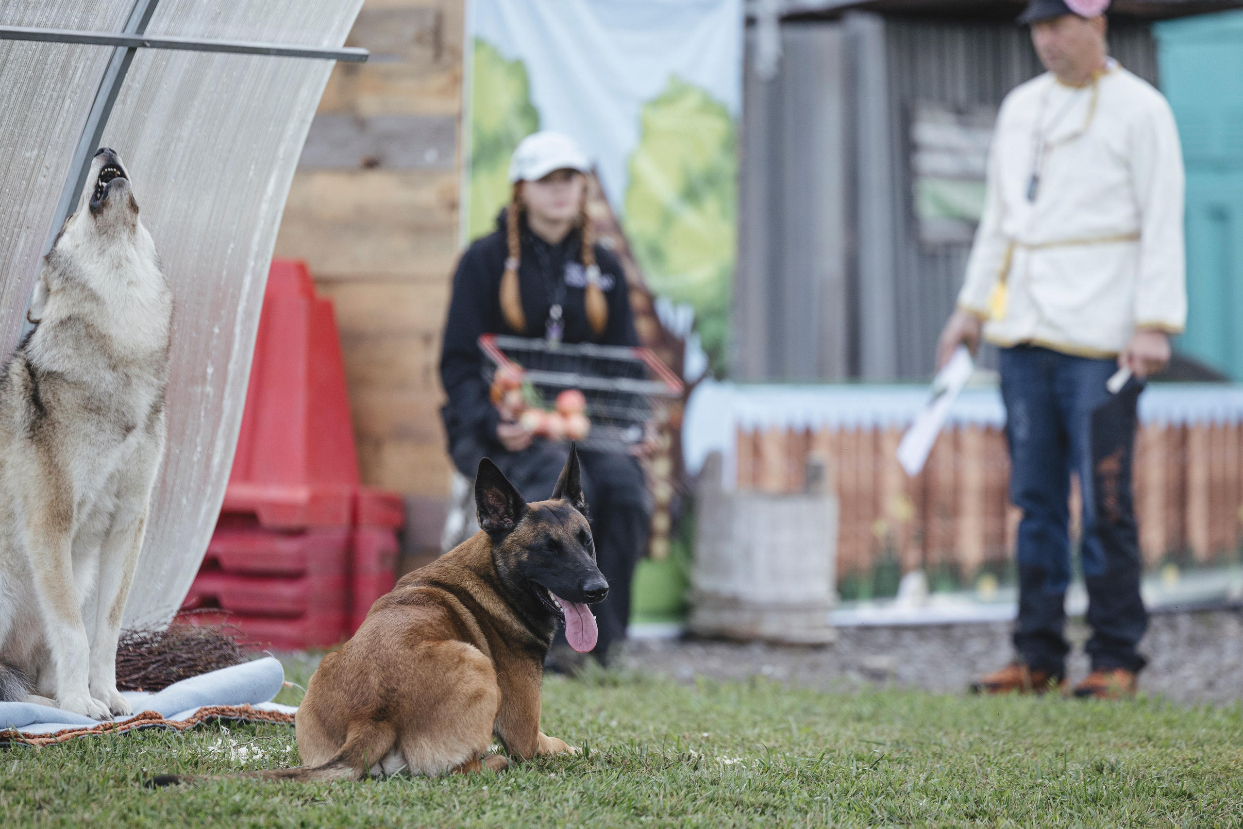 08.08.25-10.08.25 ЧР по мондьорингу г. Вологда. Фотограф-анималист Анна Маринич