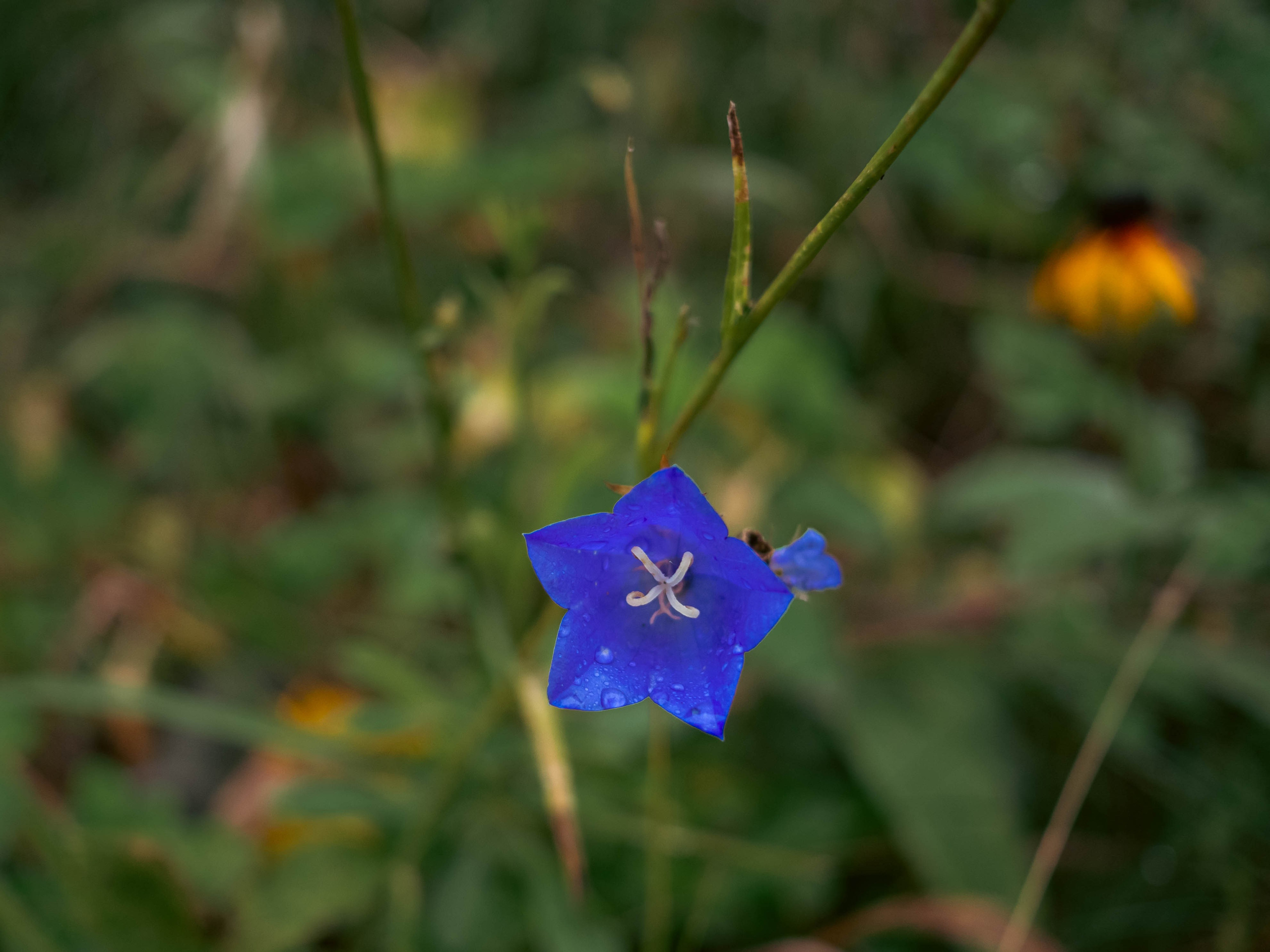 20230916 Дача. Дмитрий Ремизов. Фотография, как хобби