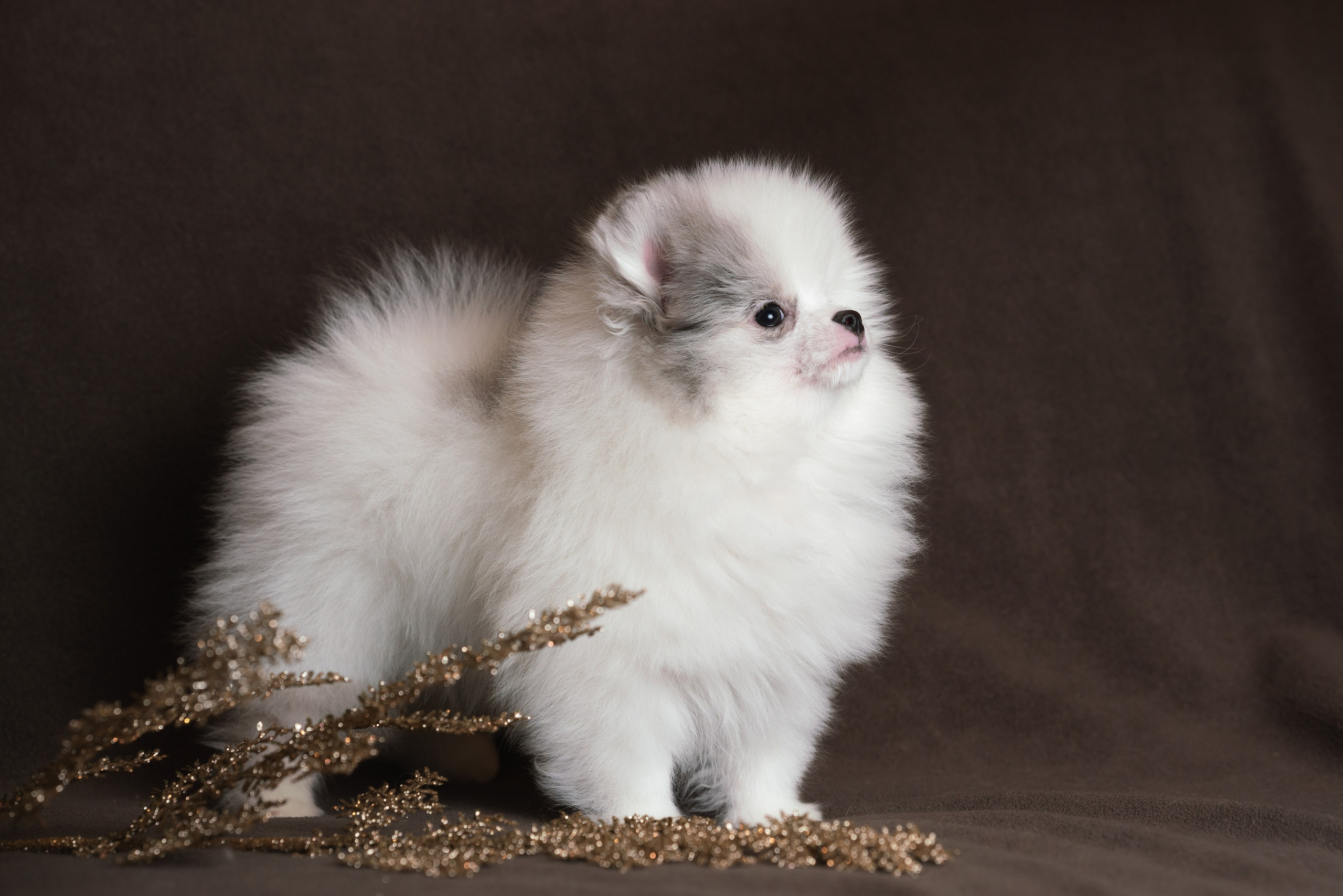 Шпицы. Фотограф анималист Осипчикова Мария