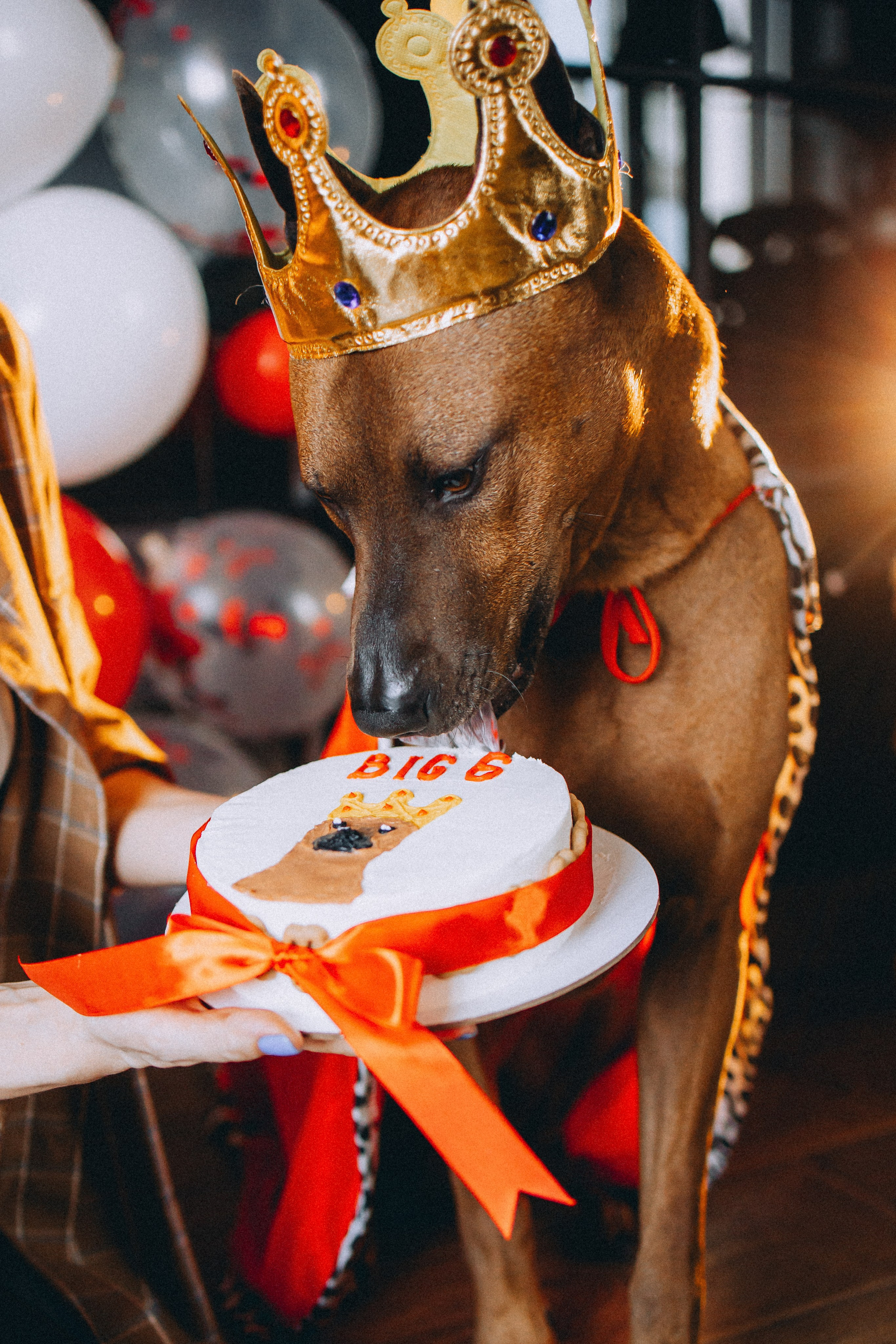 Оксана и Зевс