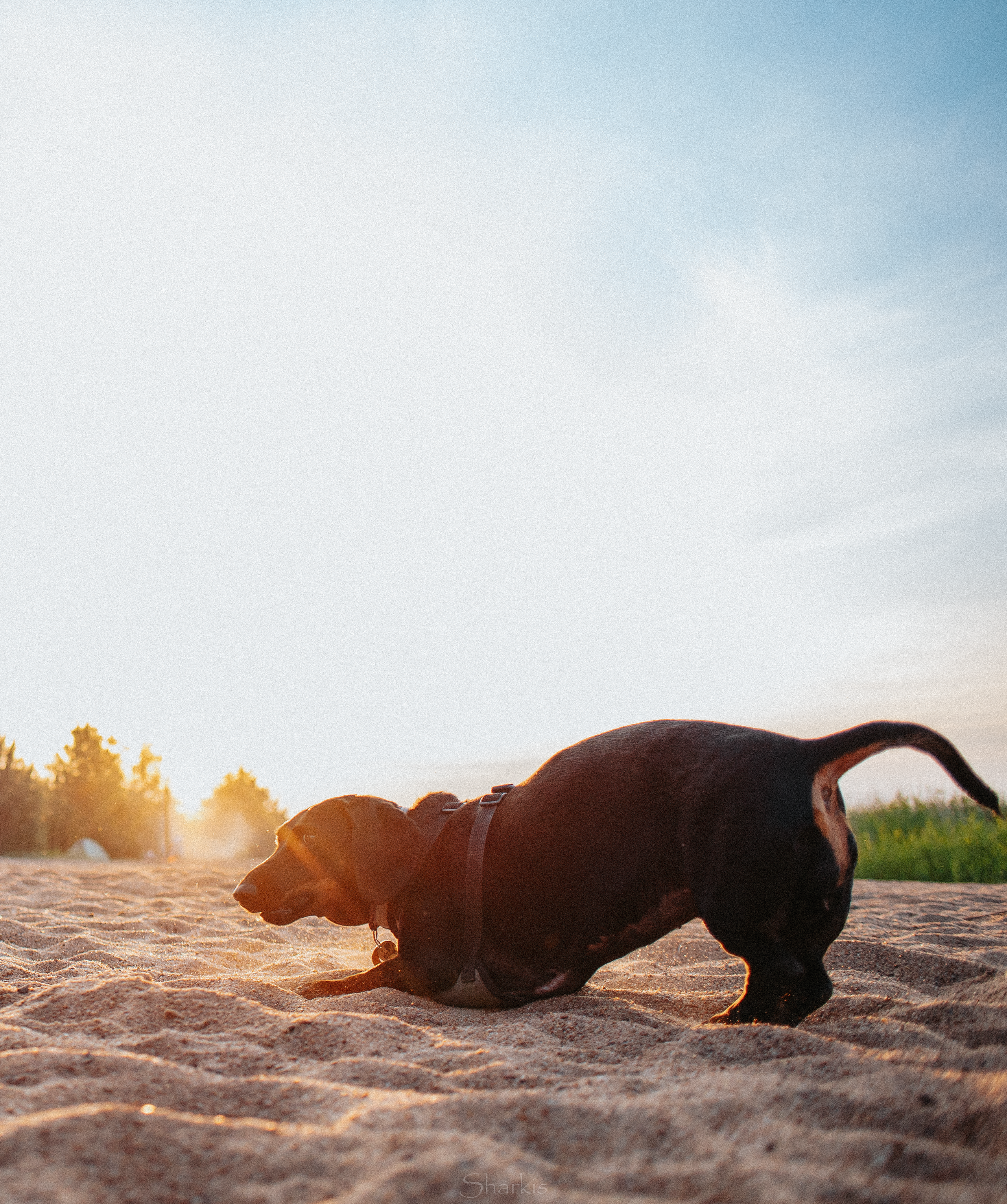 Аня и Алиса. Главная