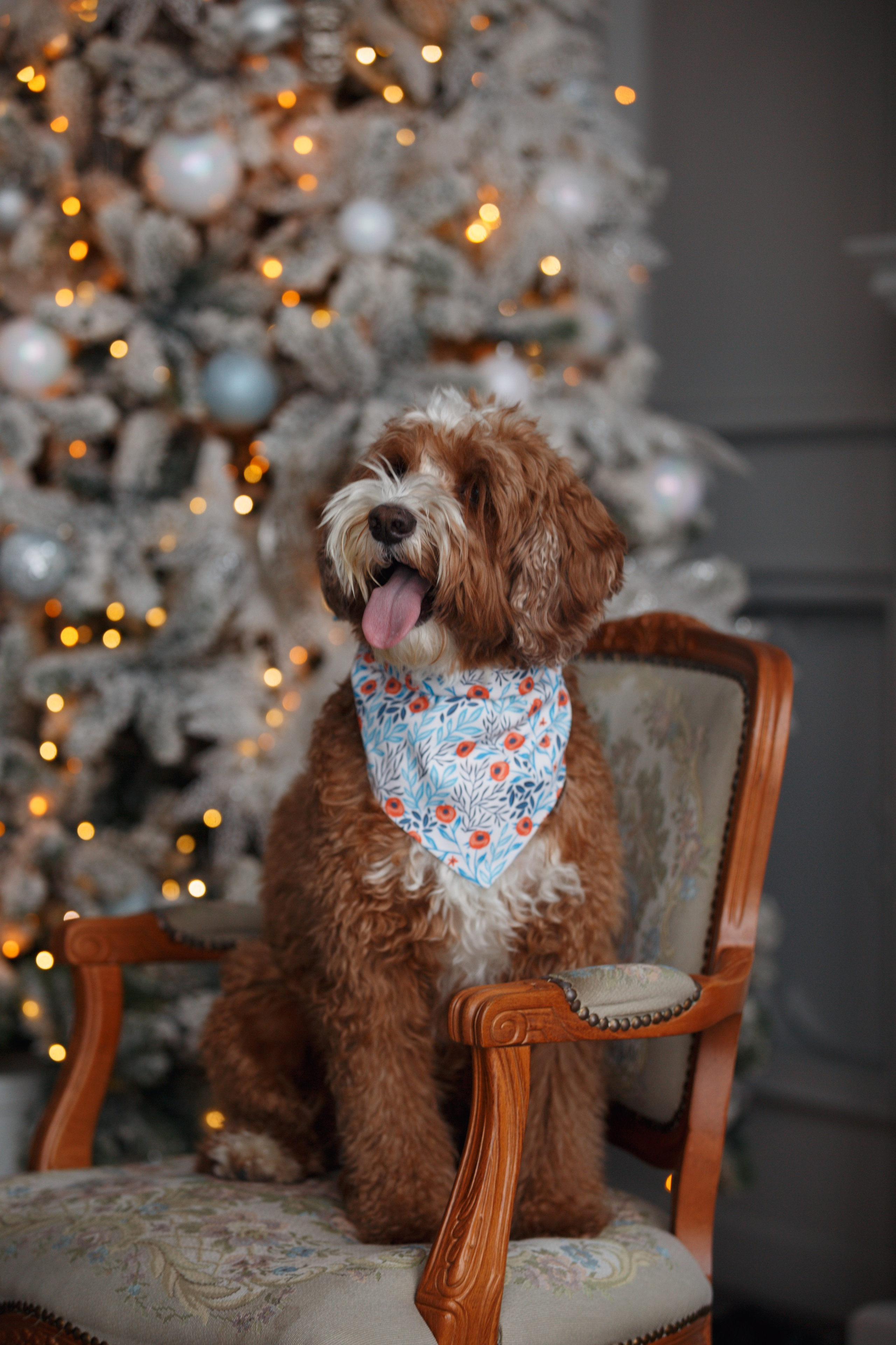 Bmbh лежанки и адресники. Фотограф анималист Кристина Карпова, Москва