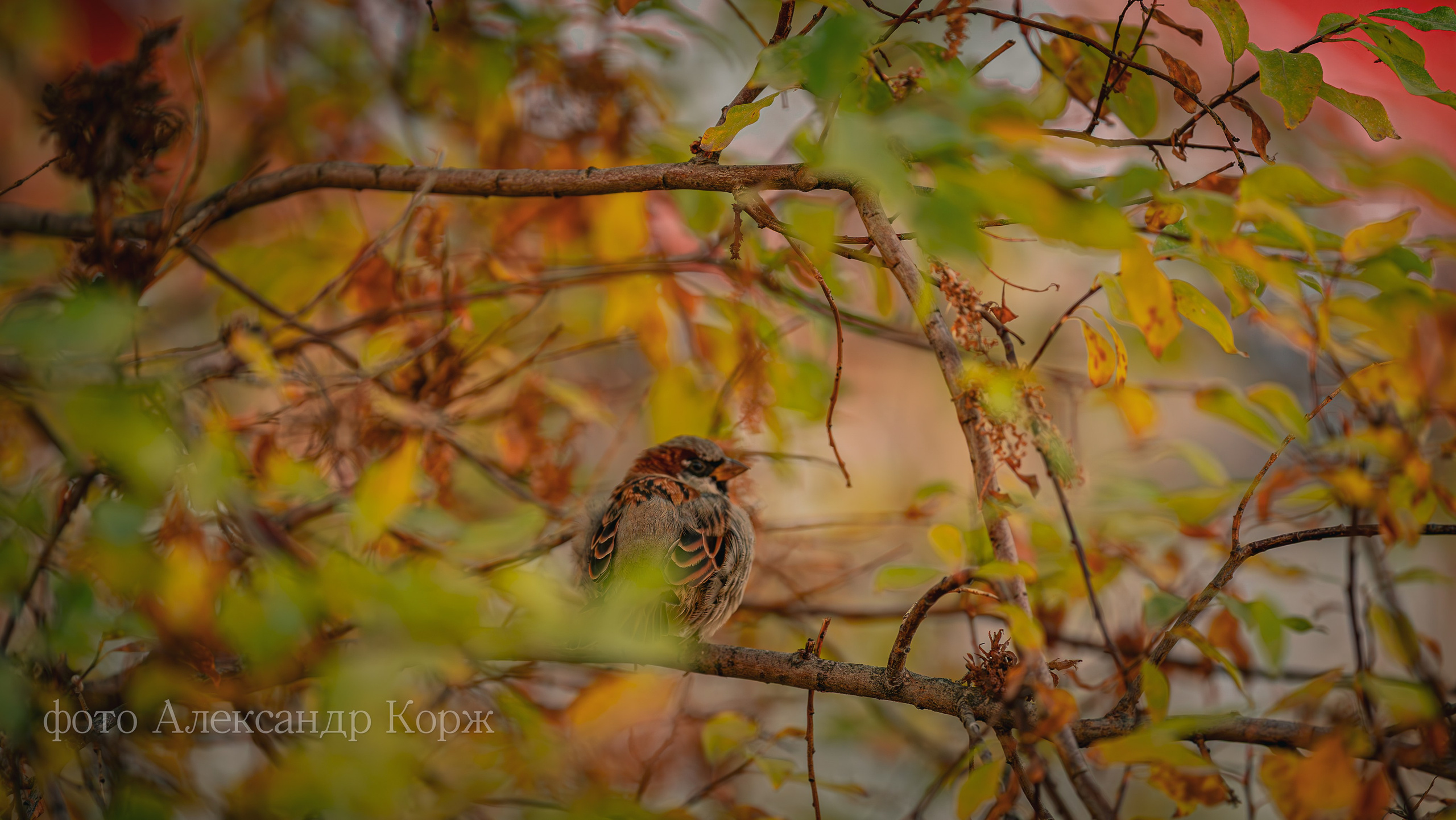 Золотая осень 2025. Айхал. Удачный. Мирный Якутия. Фотографии и видеосъемка, Айхал, Удачный, Якутия. Фотографии Айхал
