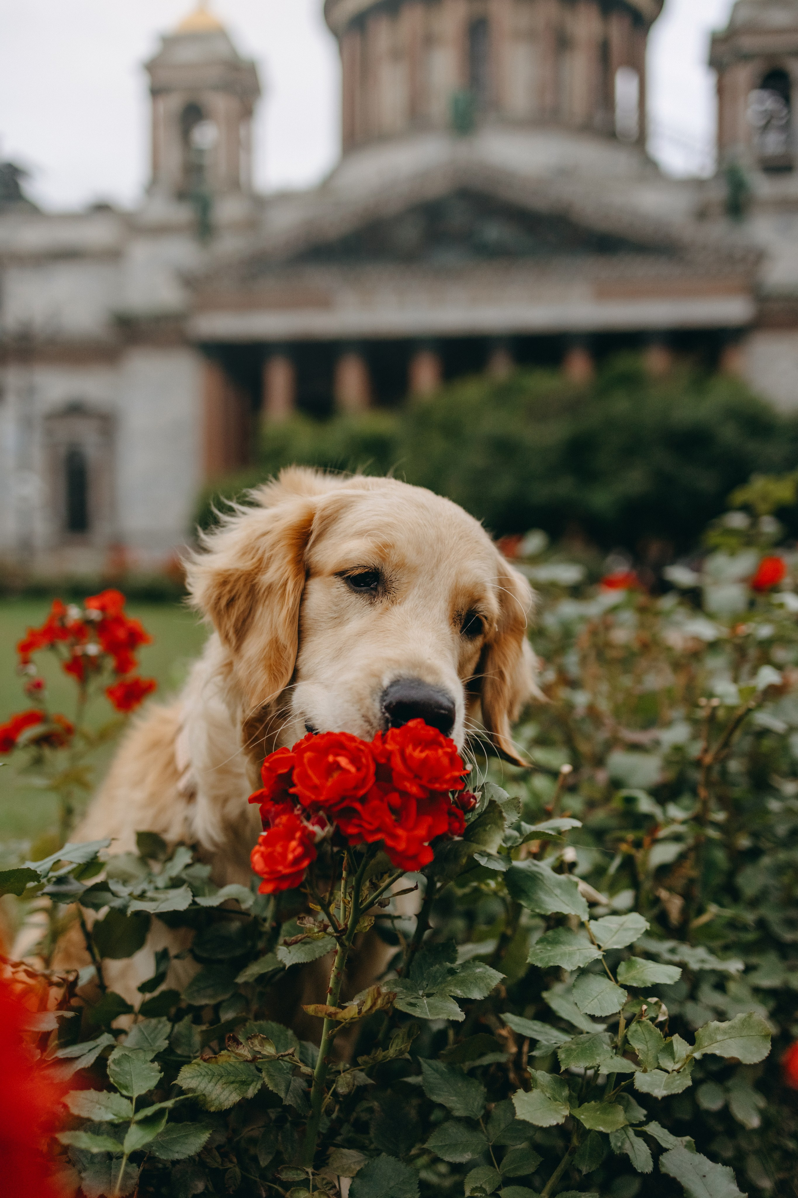Бетти и ее семья. Фотограф — Анималист | Санкт-Петербург