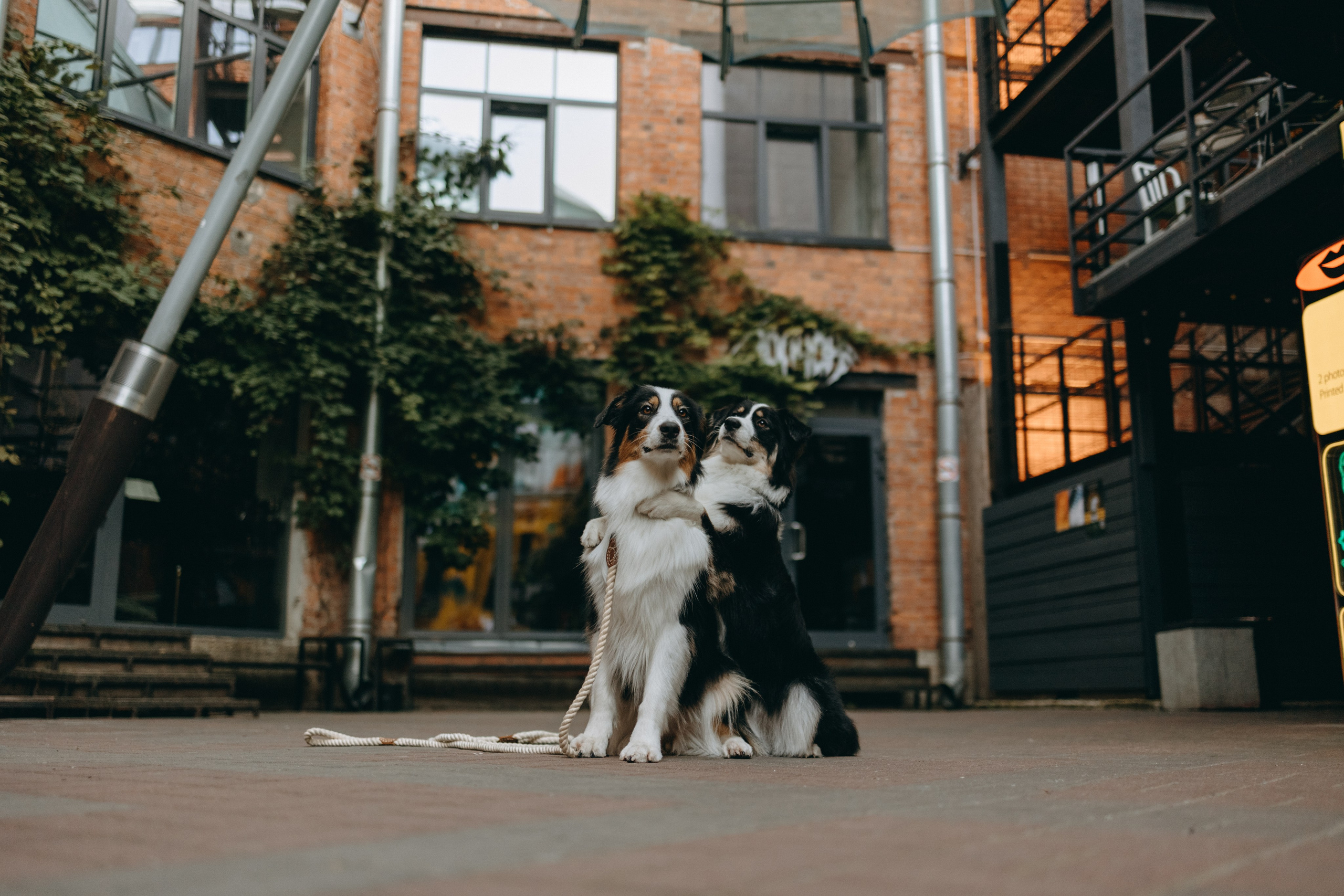 Катя и ее девочки. Фотограф — Анималист | Санкт-Петербург