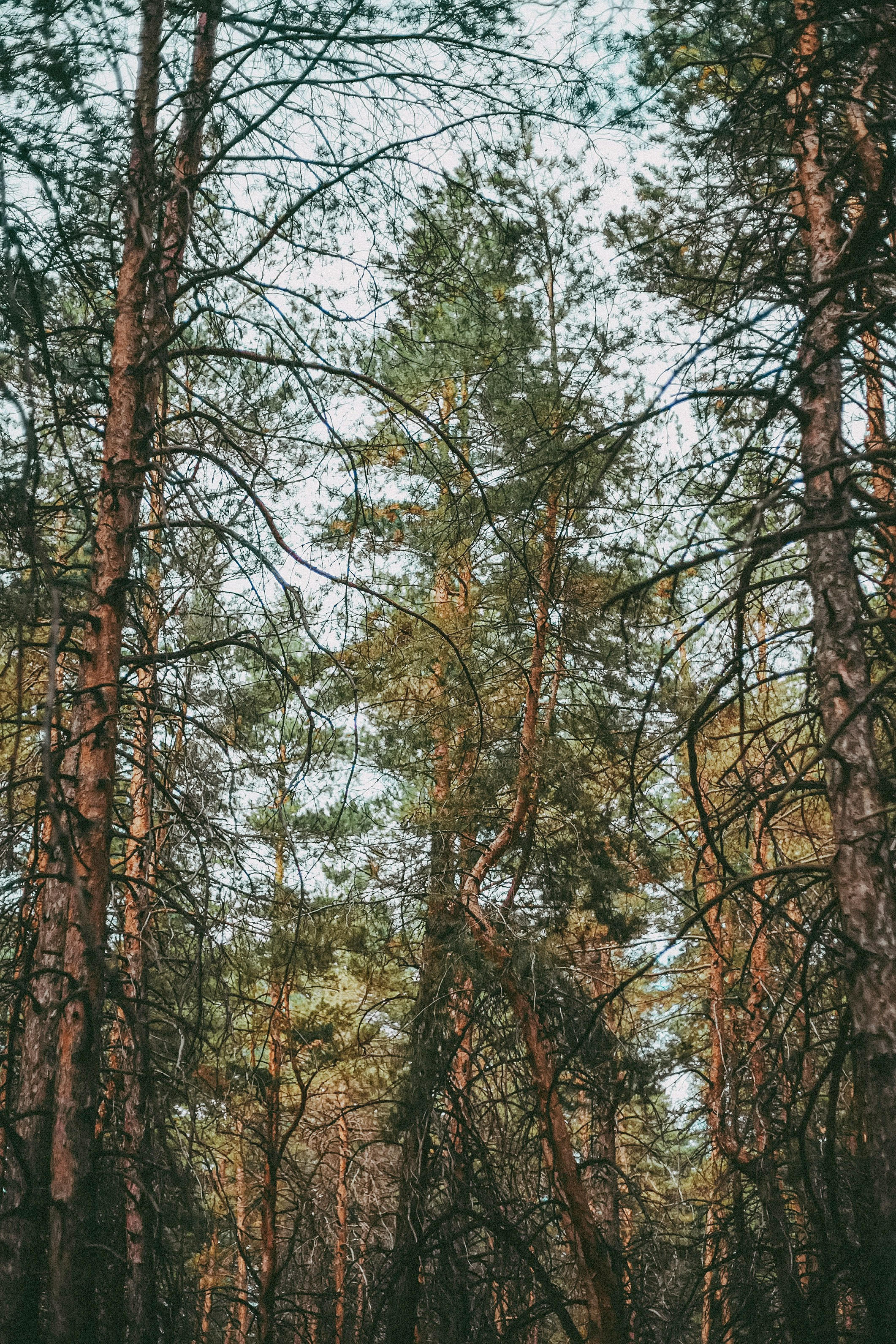 Свадебная фотосессия в парк-отеле. Фотограф в городе Самара Александр Гераськин