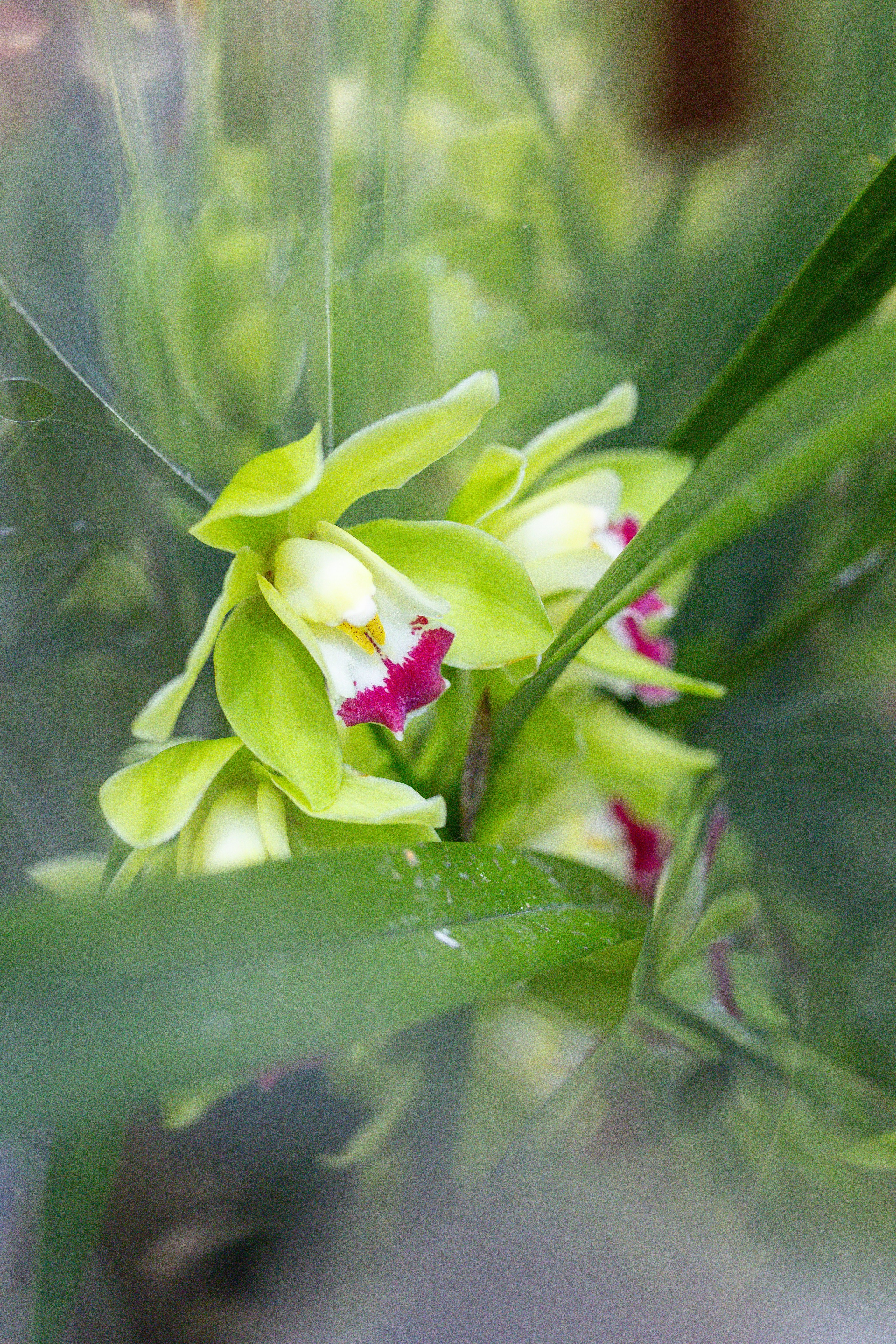 Орхидиум 12.2025. Александра Куликова фотограф, Москва