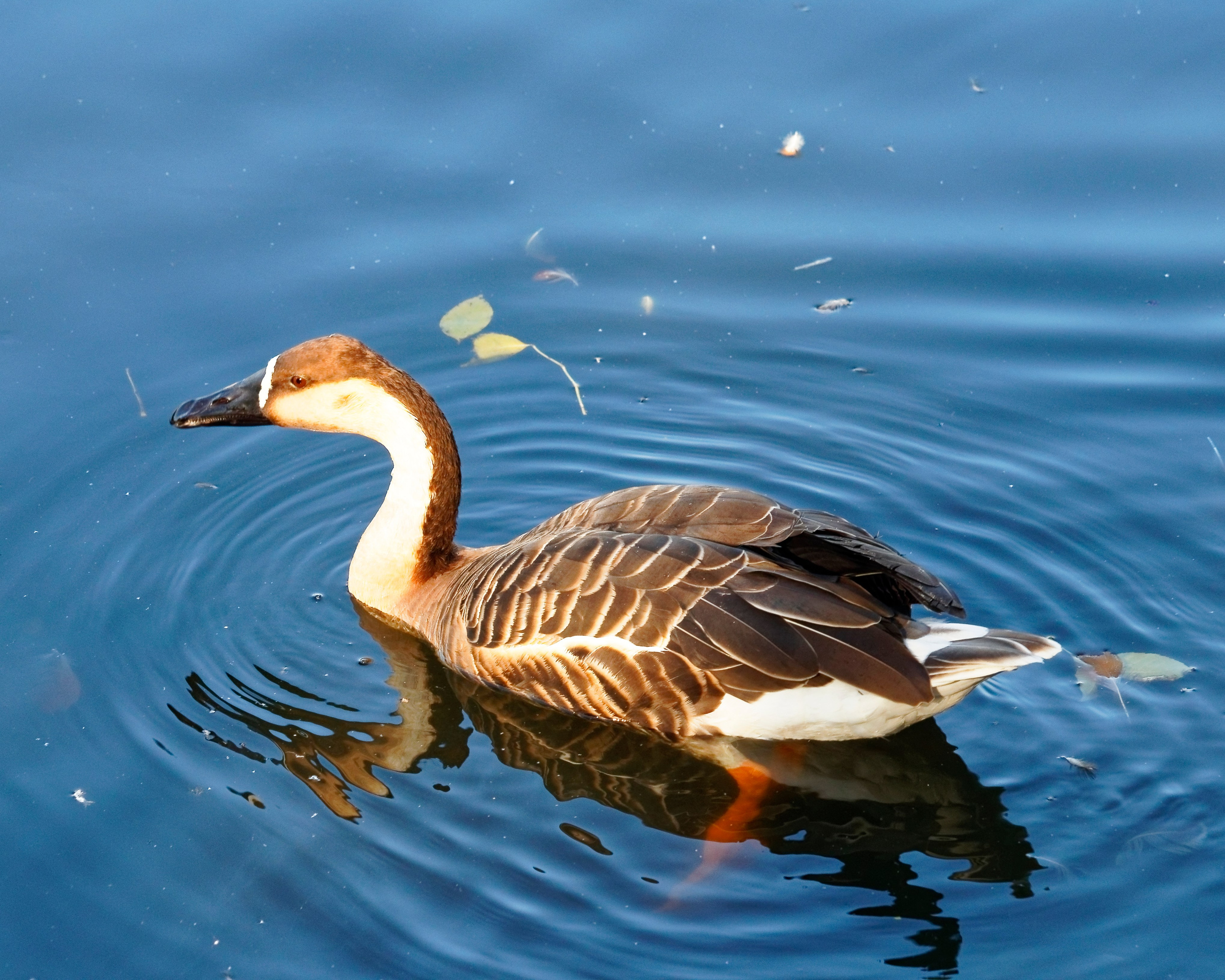 МОСКОВСКИЙ ЗООПАРК. Фотограф Владимир Роля