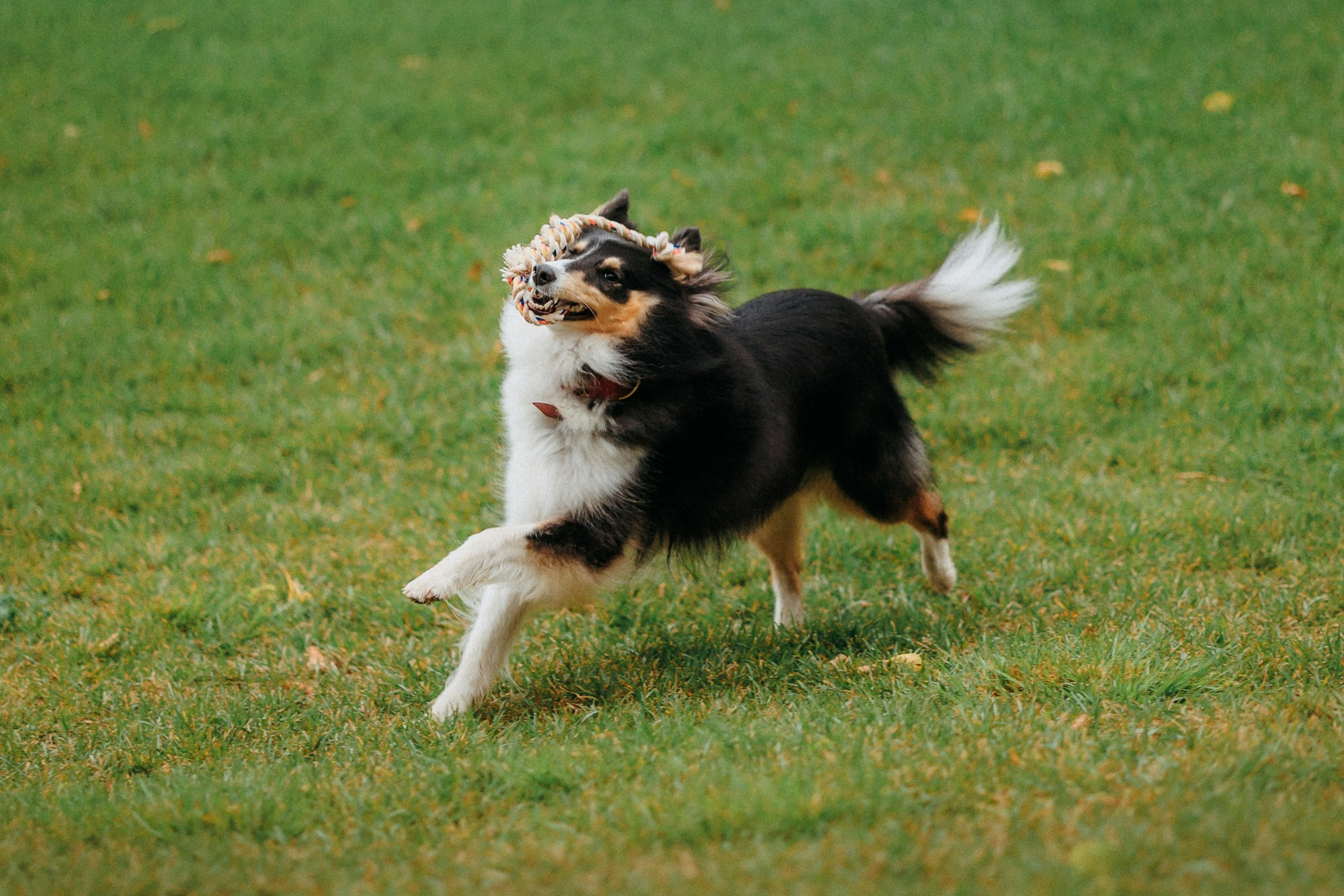 Федор, Саша и Груша. Фотограф-анималист Елена Радченко, Москва