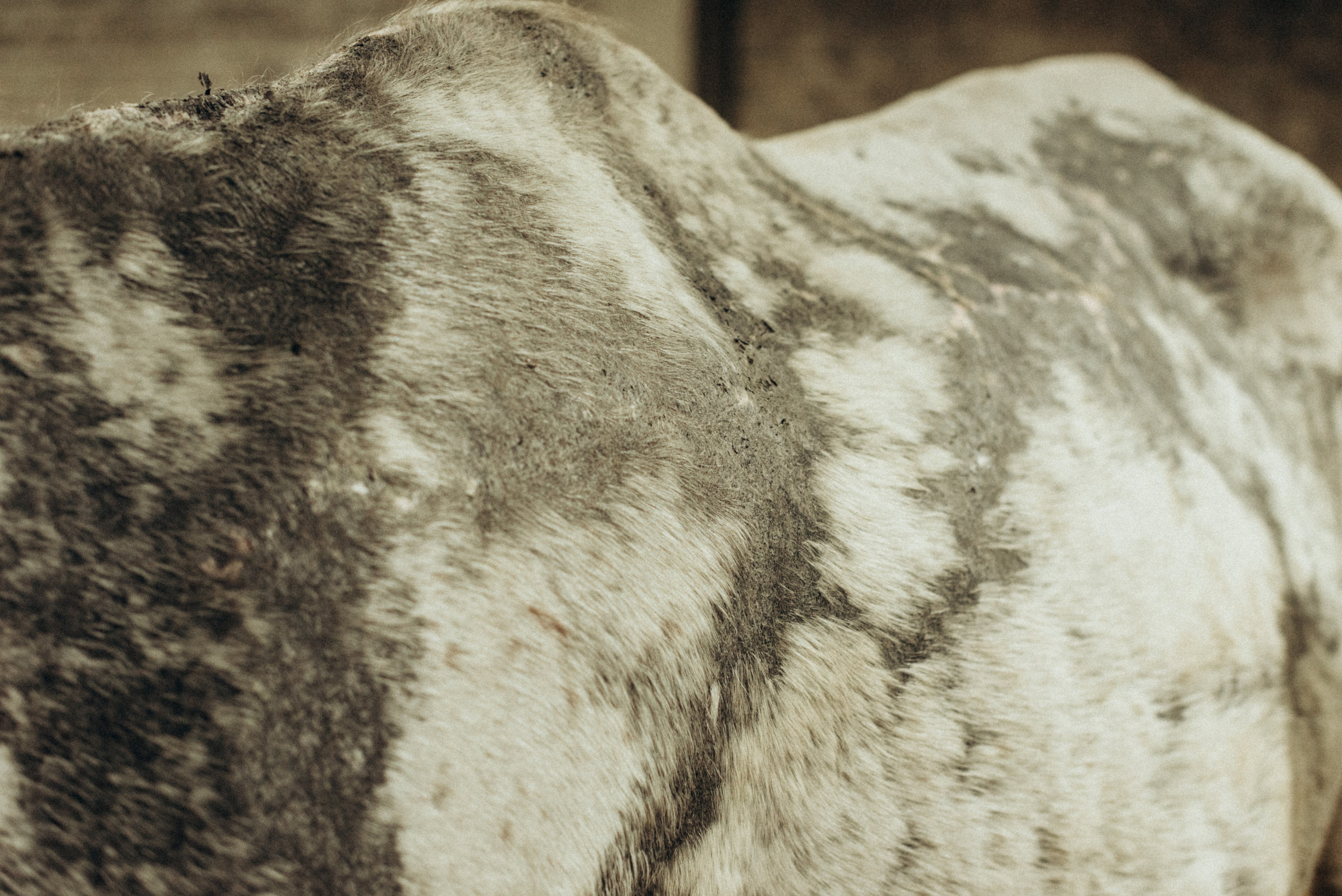 ХВОСТАТЫЕ. Дом обретенный. Детский и семейный фотограф выпускной альбом Приморско-Ахтарск