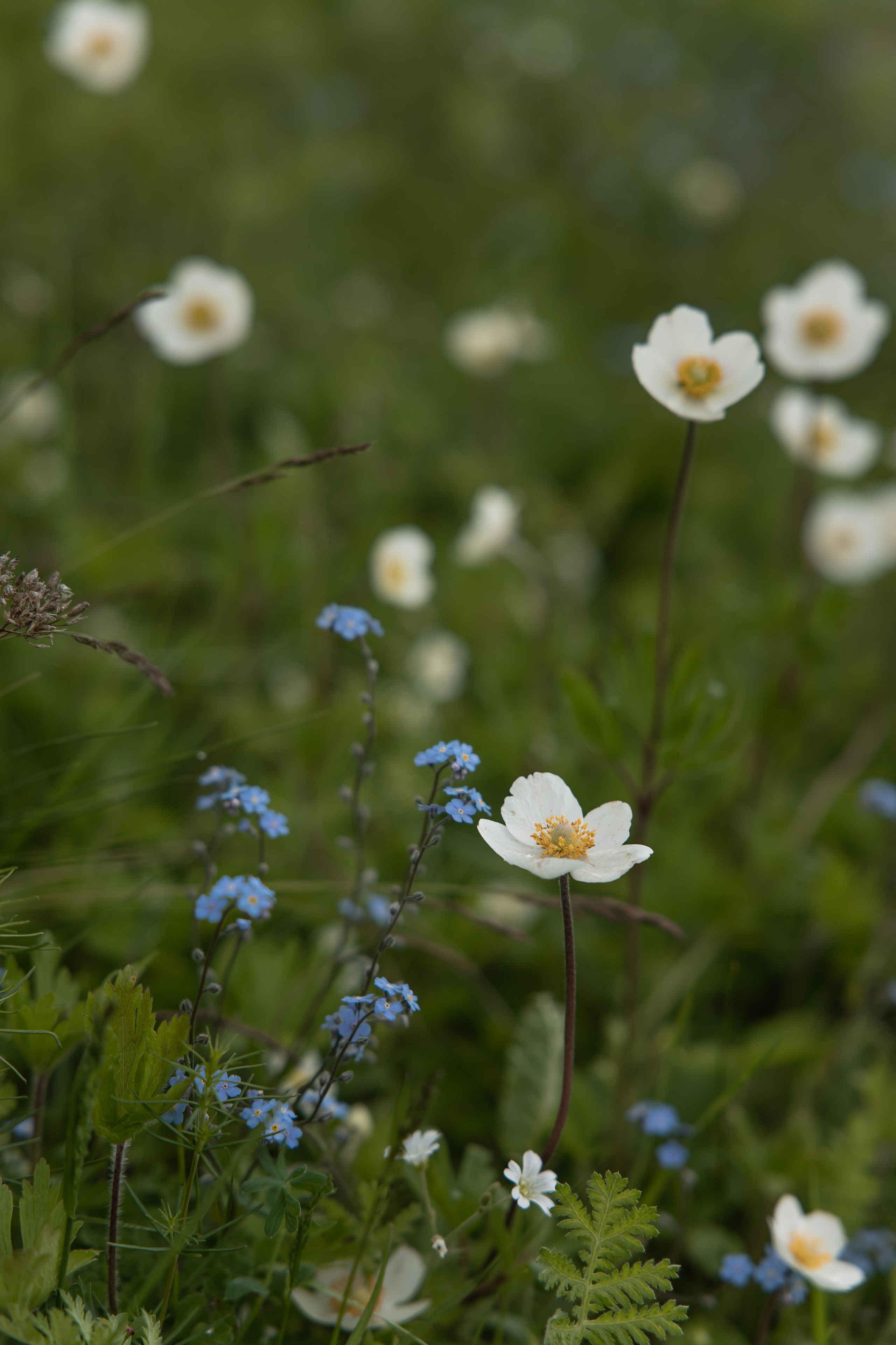 Никита и Марина. Свадебный и Семейный фотограф по всему миру Анна Фёдорова