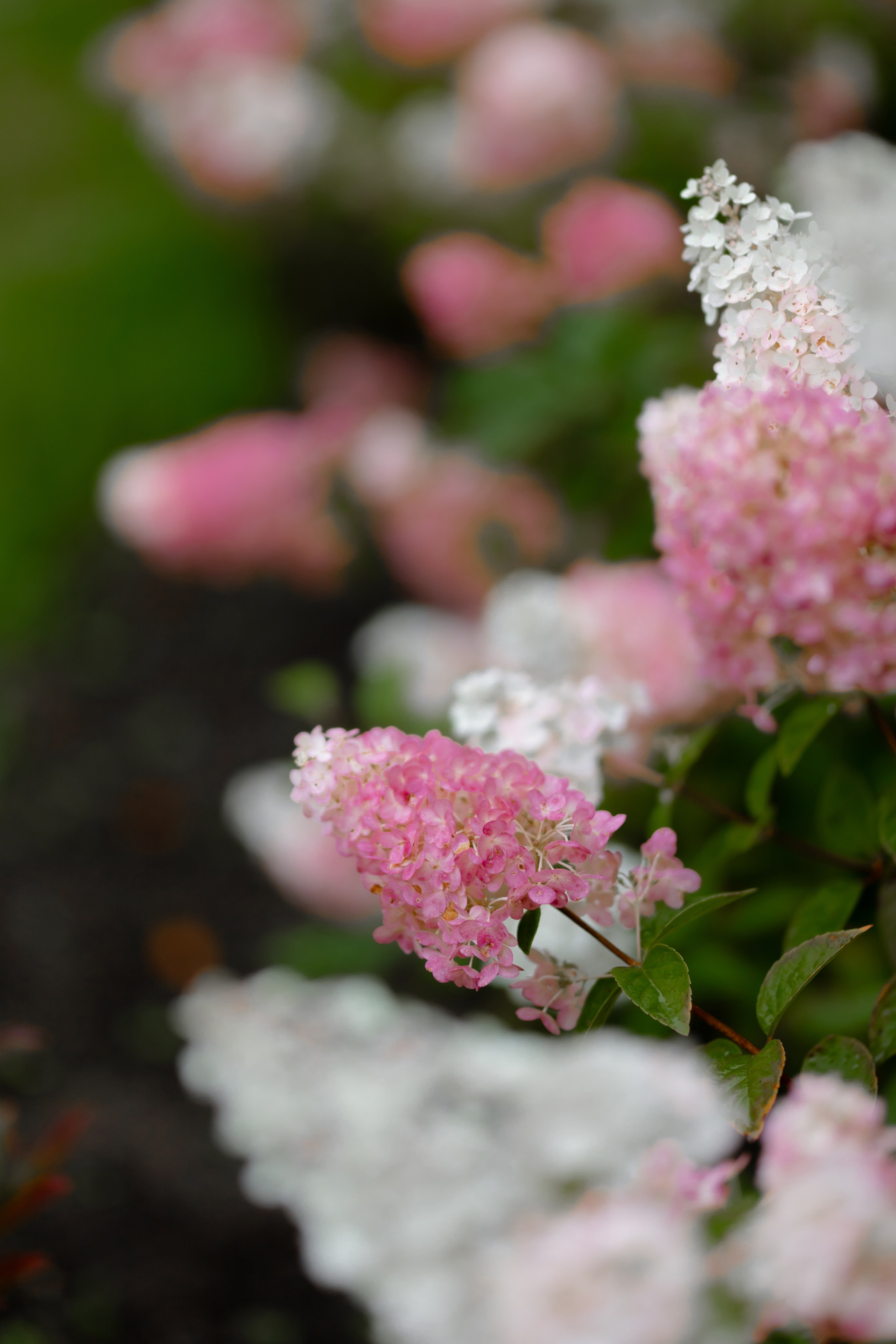 Ростислав и Вика. Свадебный фотограф Анна Бабахина