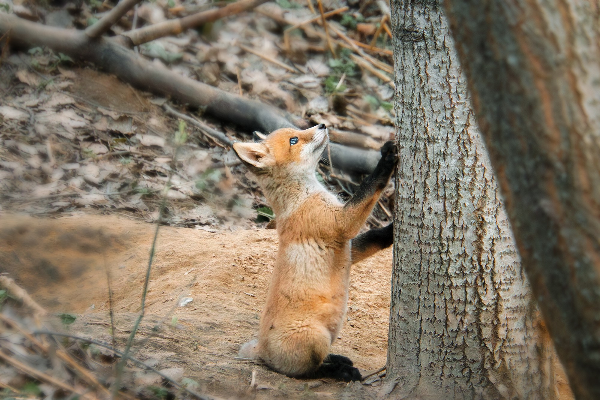 Животные. Ваш личный фотограф Марина Волкова