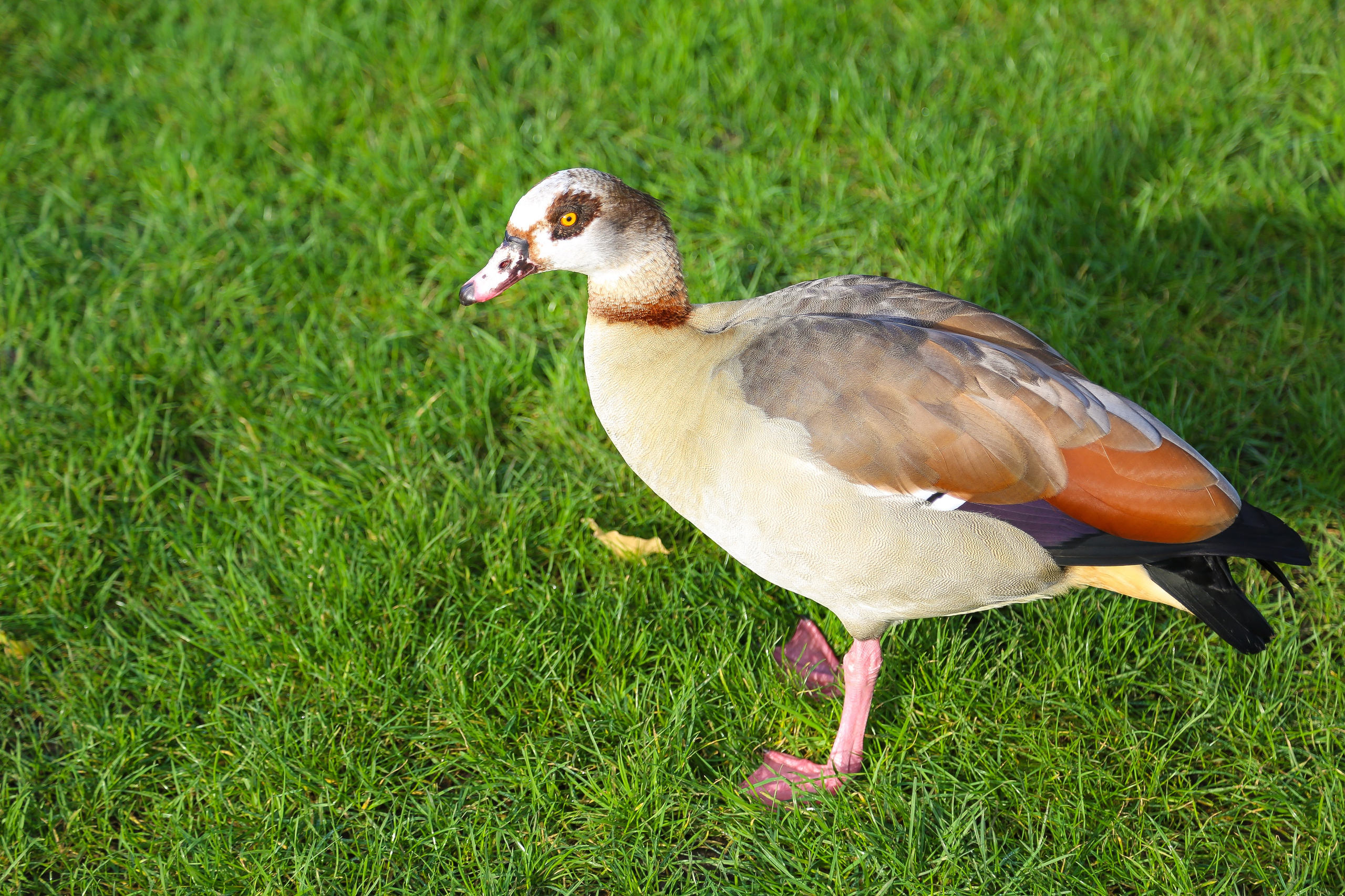 Англия: Лондон цветущий. Дарья Письменюк / Darya Leitstern — фотограф, музыкант, журналист, путешественник