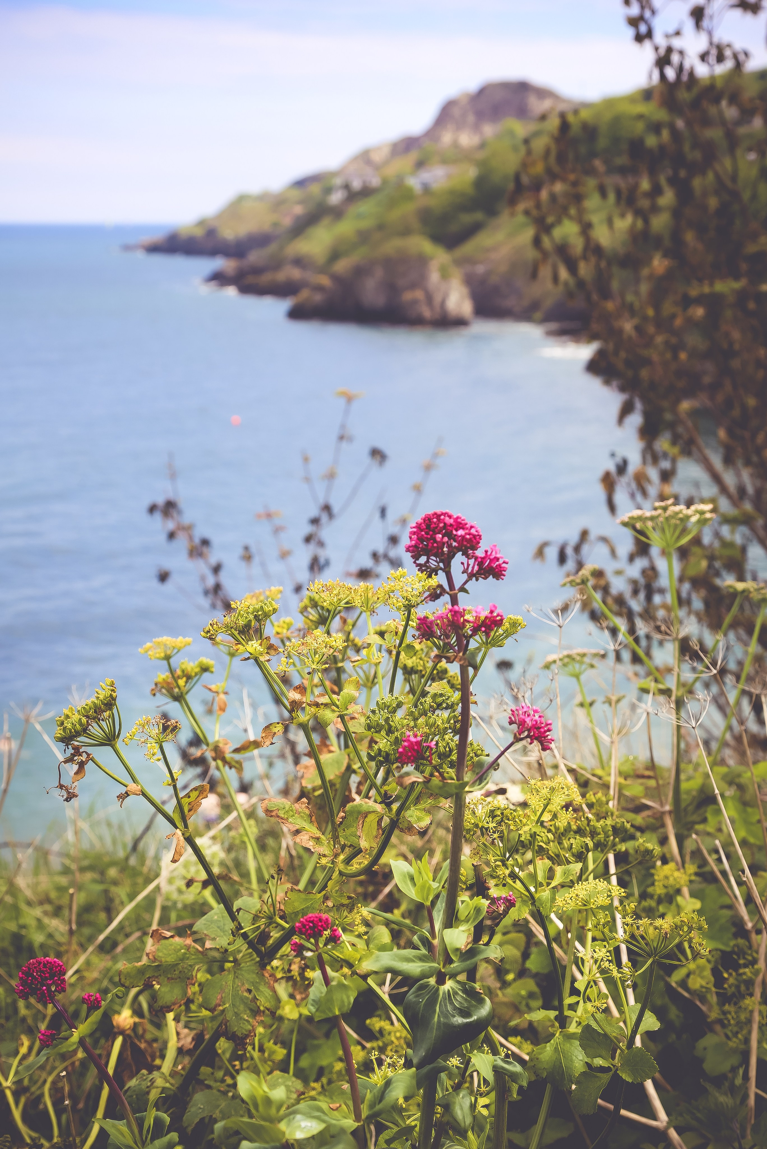 Ирландия: Хоут — тропинка на одного. Дарья Письменюк / Darya Leitstern — фотограф, музыкант, журналист, путешественник